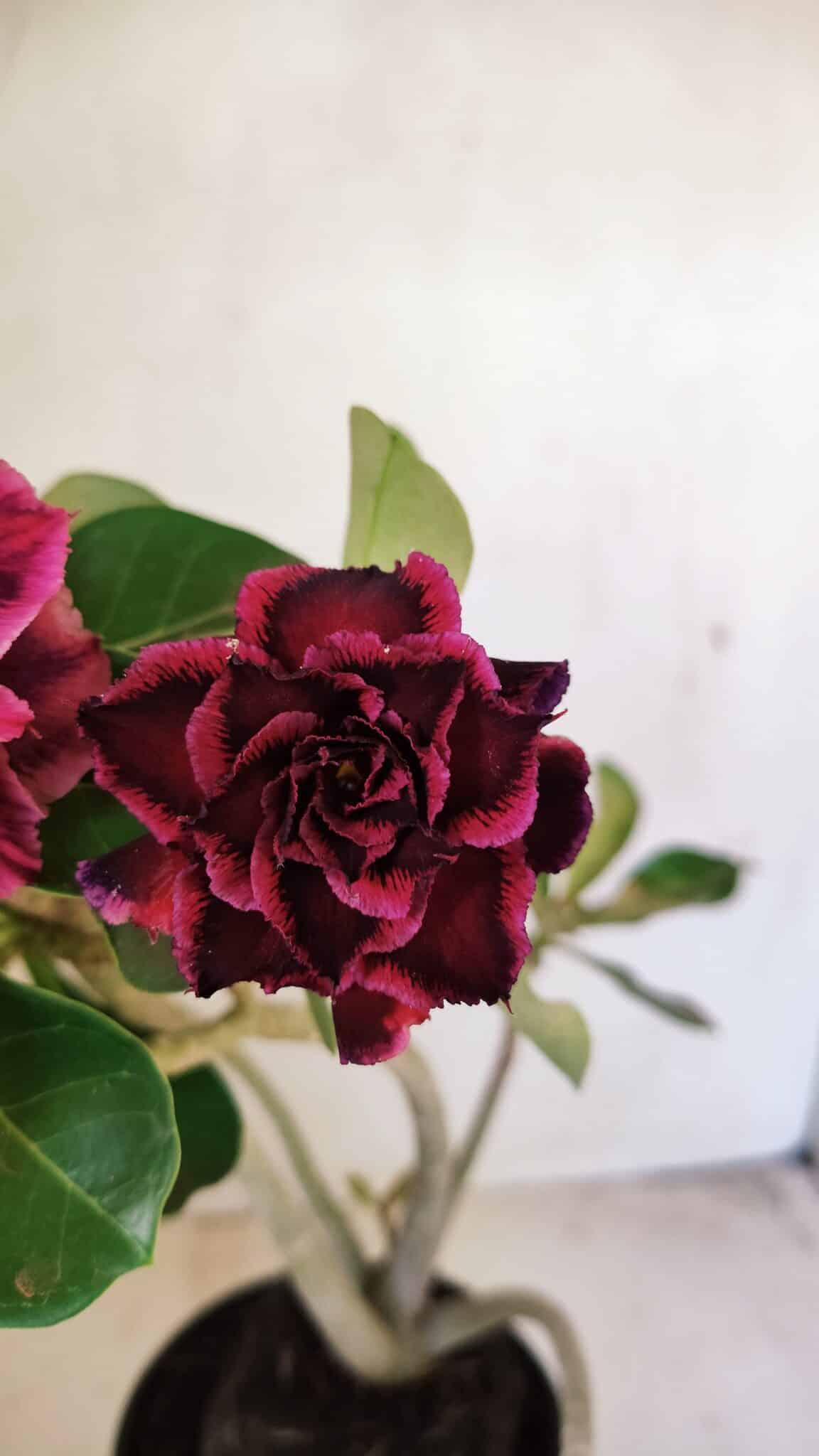 Planta Dobrada 3574 – 35cm – 03 anos - foto 3
