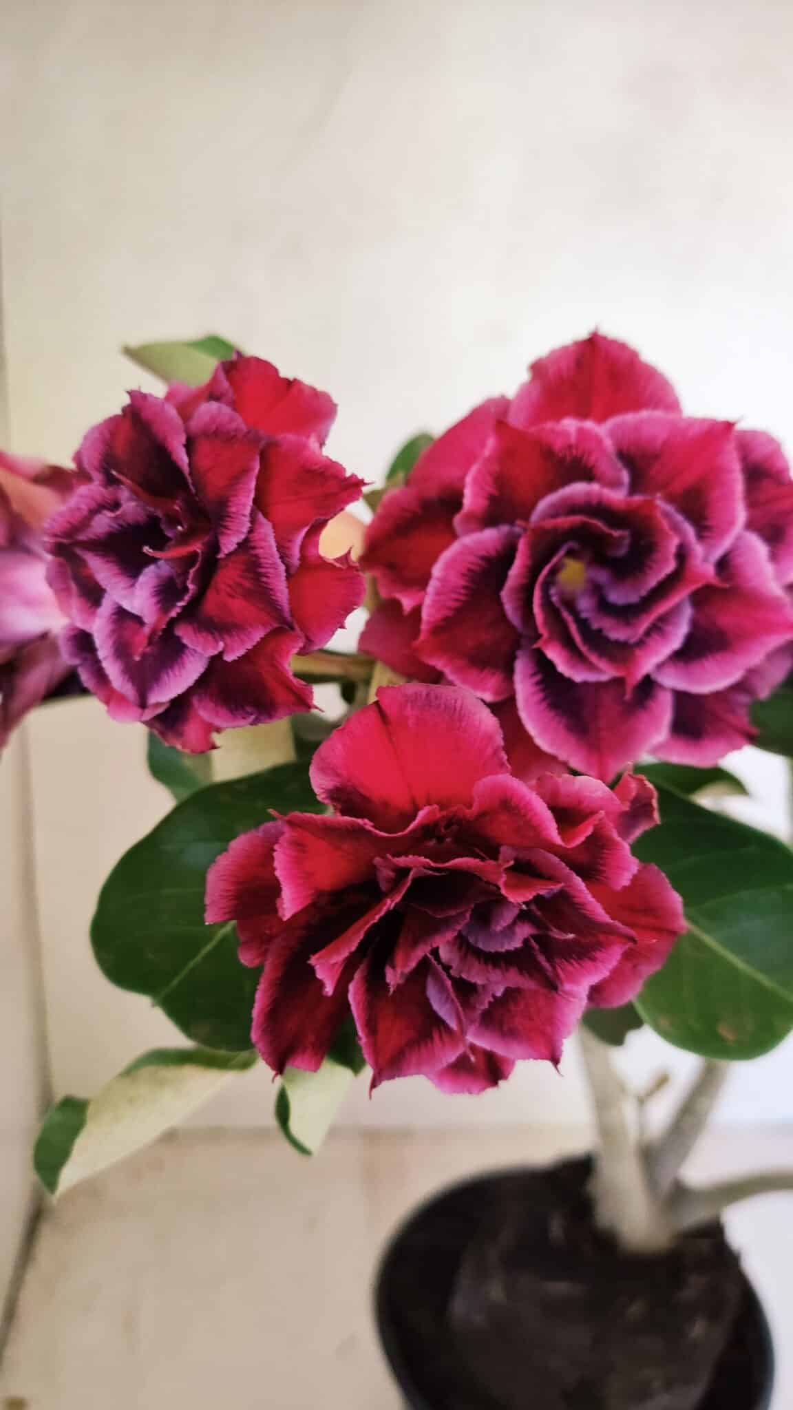 Planta Dobrada 3574 – 35cm – 03 anos - foto 6