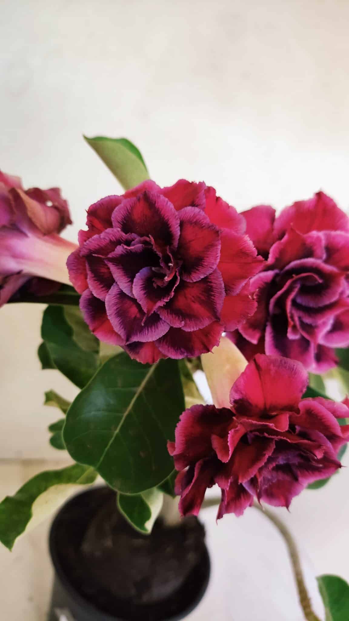 Planta Dobrada 3574 – 35cm – 03 anos - foto 10