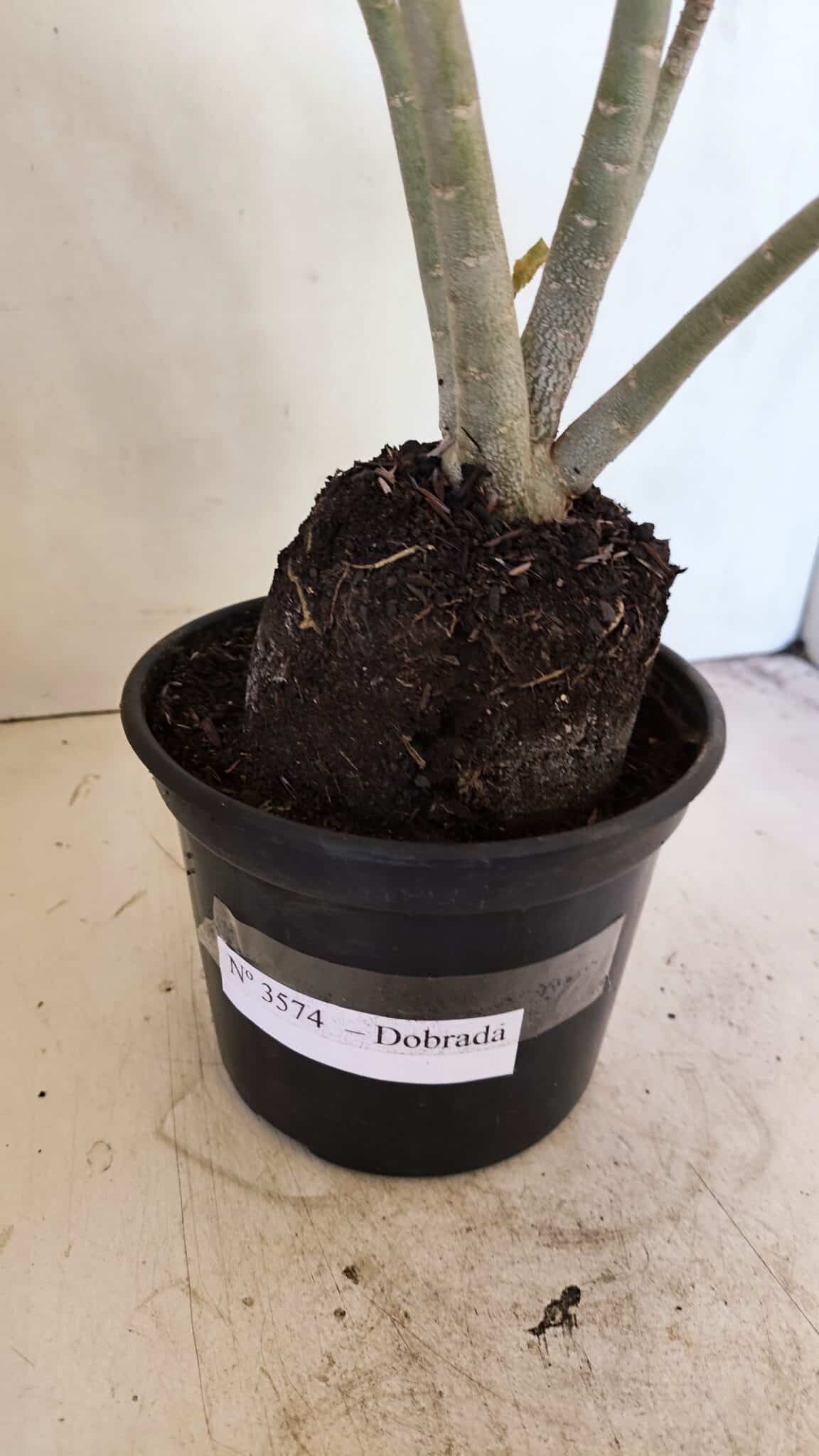 Planta Dobrada 3574 – 35cm – 03 anos - foto 9