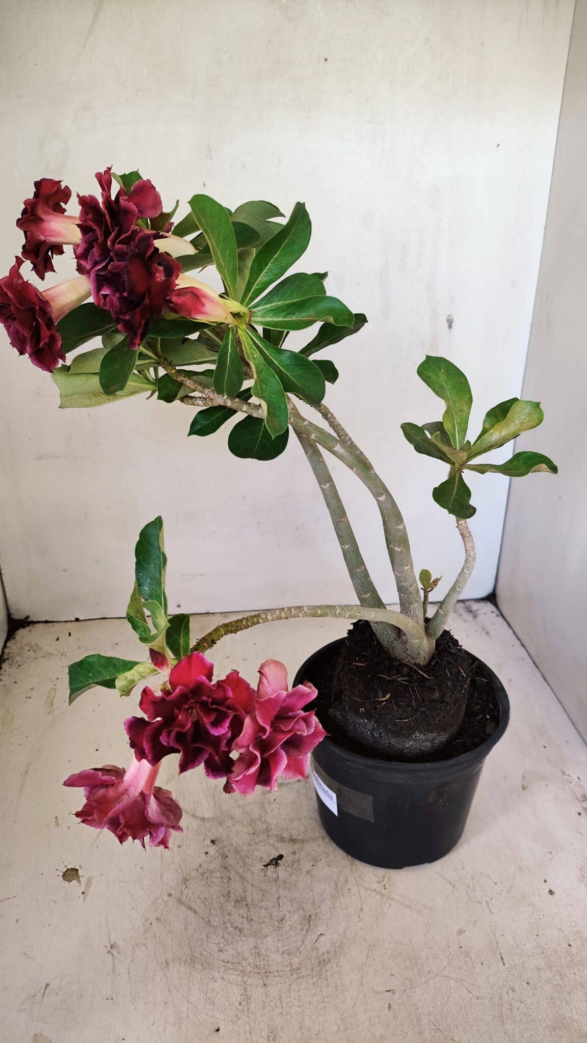 Planta Dobrada 3574 – 35cm – 03 anos - foto 8