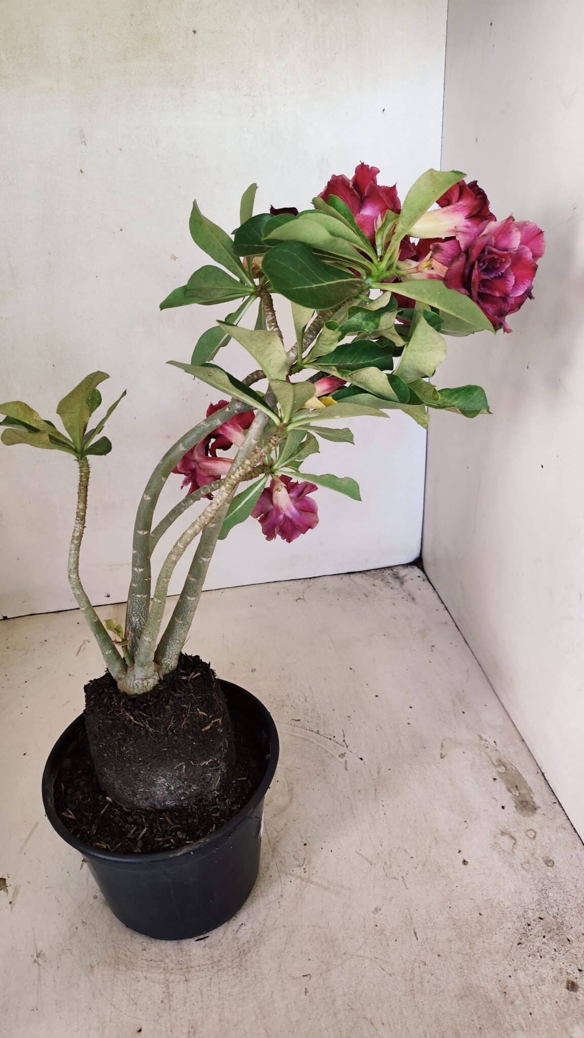 Planta Dobrada 3574 – 35cm – 03 anos - foto 7