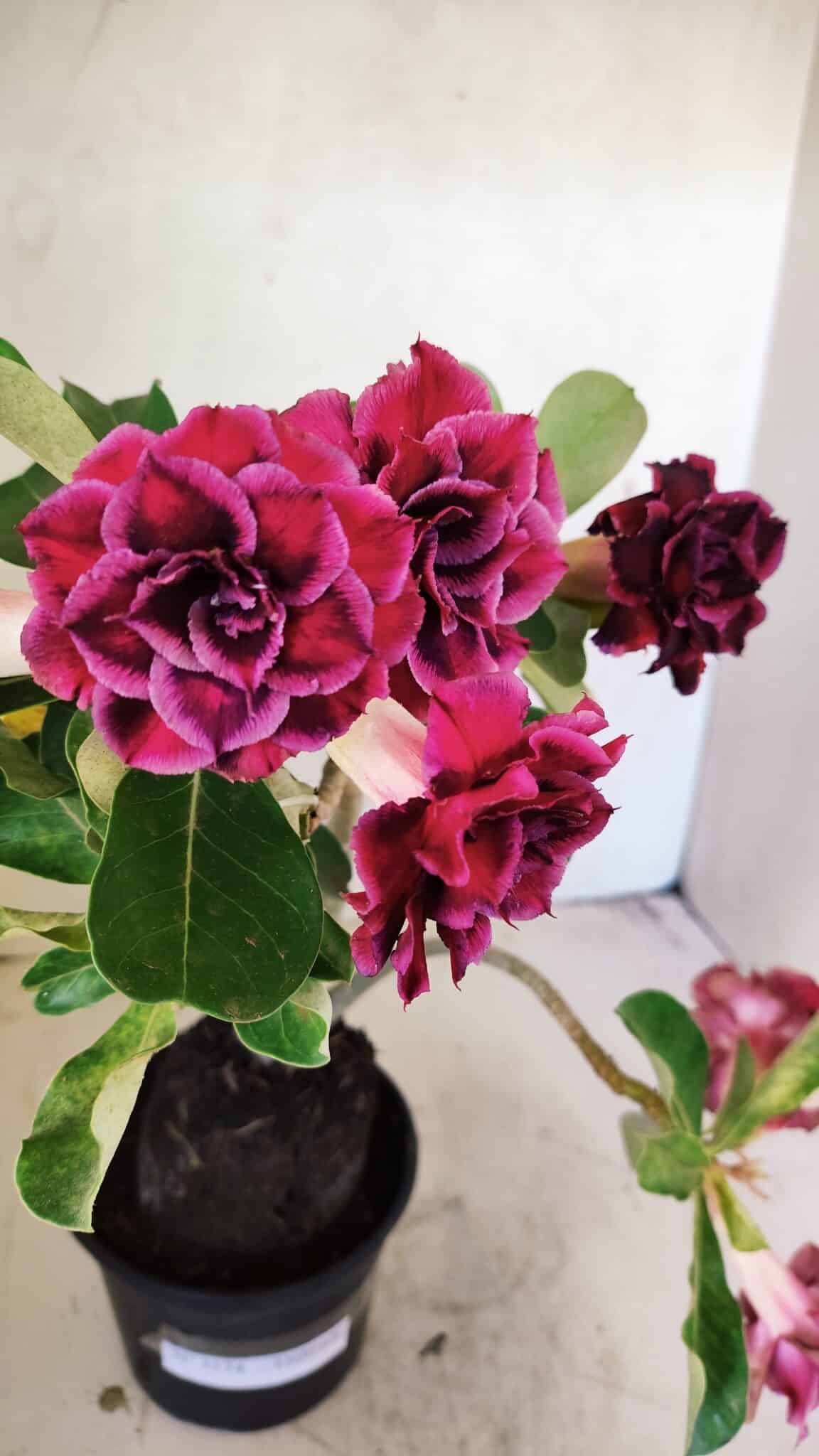 Planta Dobrada 3574 – 35cm – 03 anos - foto 4