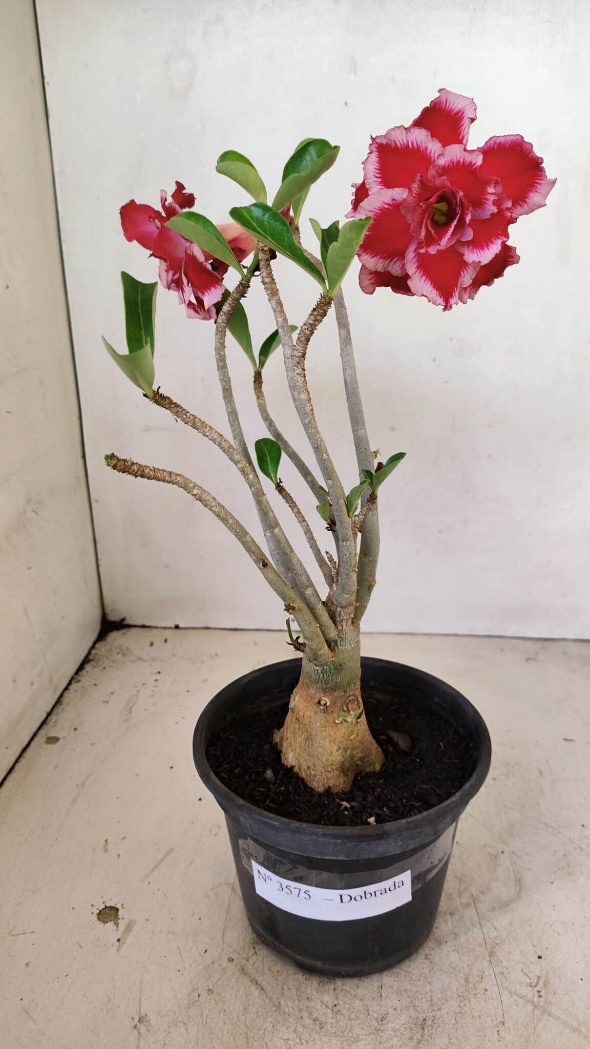 Planta Dobrada 3575 – 35cm – 03 anos - foto 2