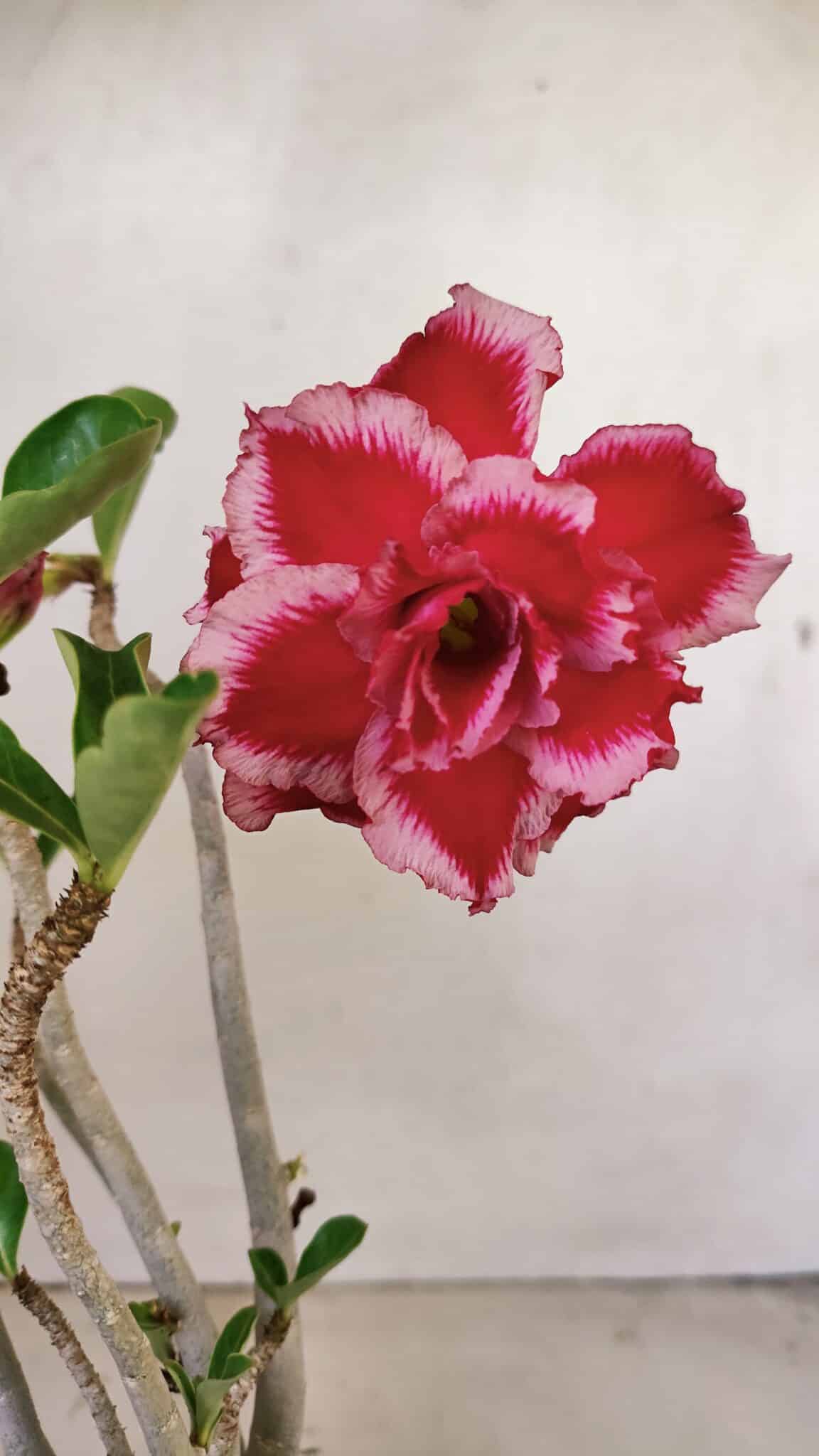 Planta Dobrada 3575 – 35cm – 03 anos - foto 5