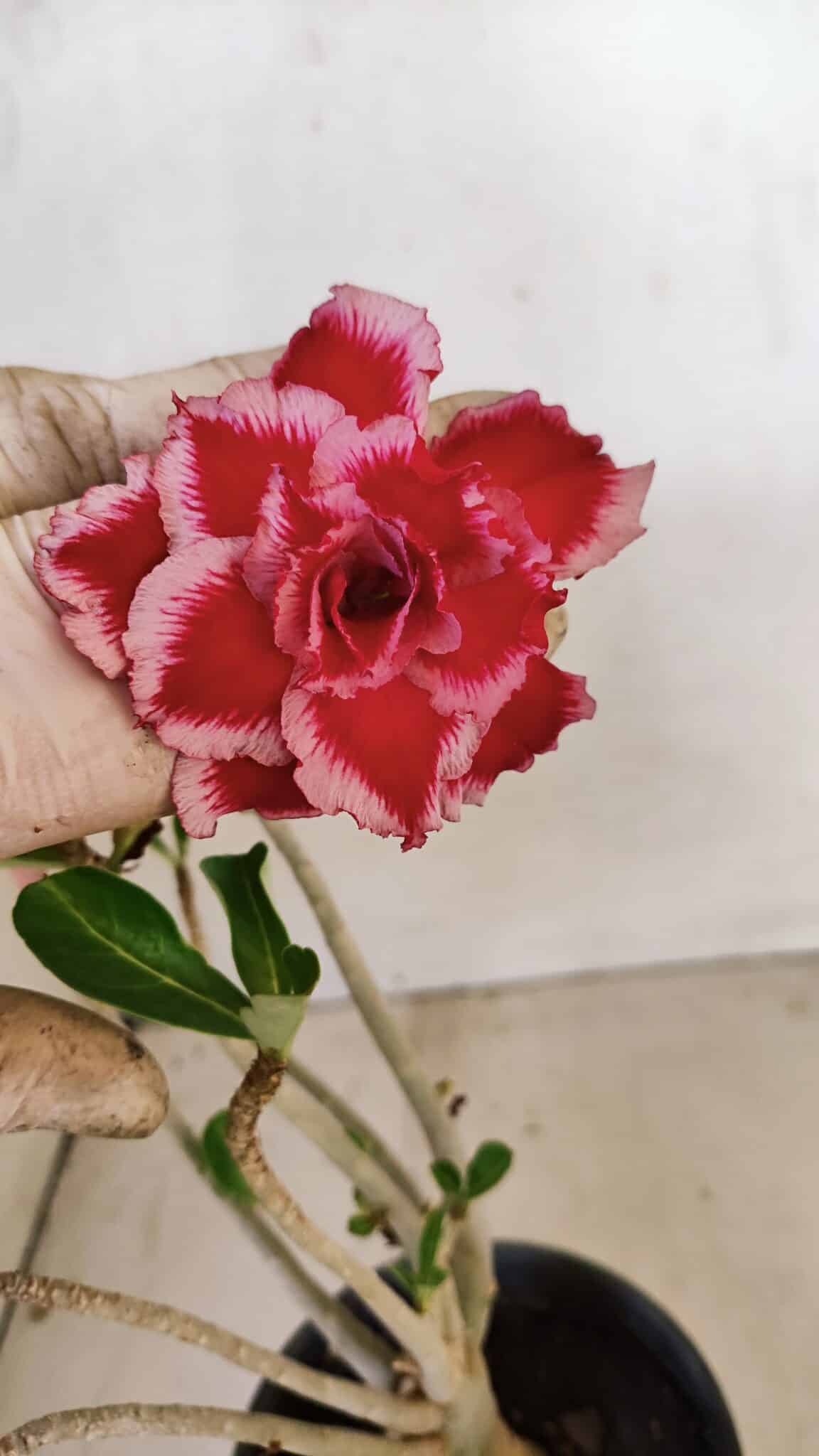Planta Dobrada 3575 – 35cm – 03 anos - foto 3