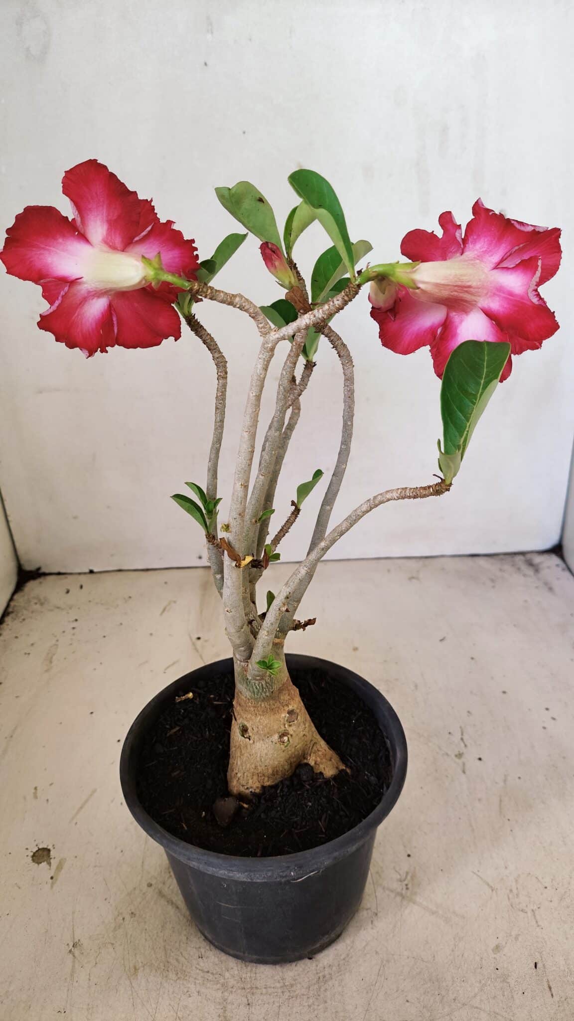 Planta Dobrada 3575 – 35cm – 03 anos - foto 6