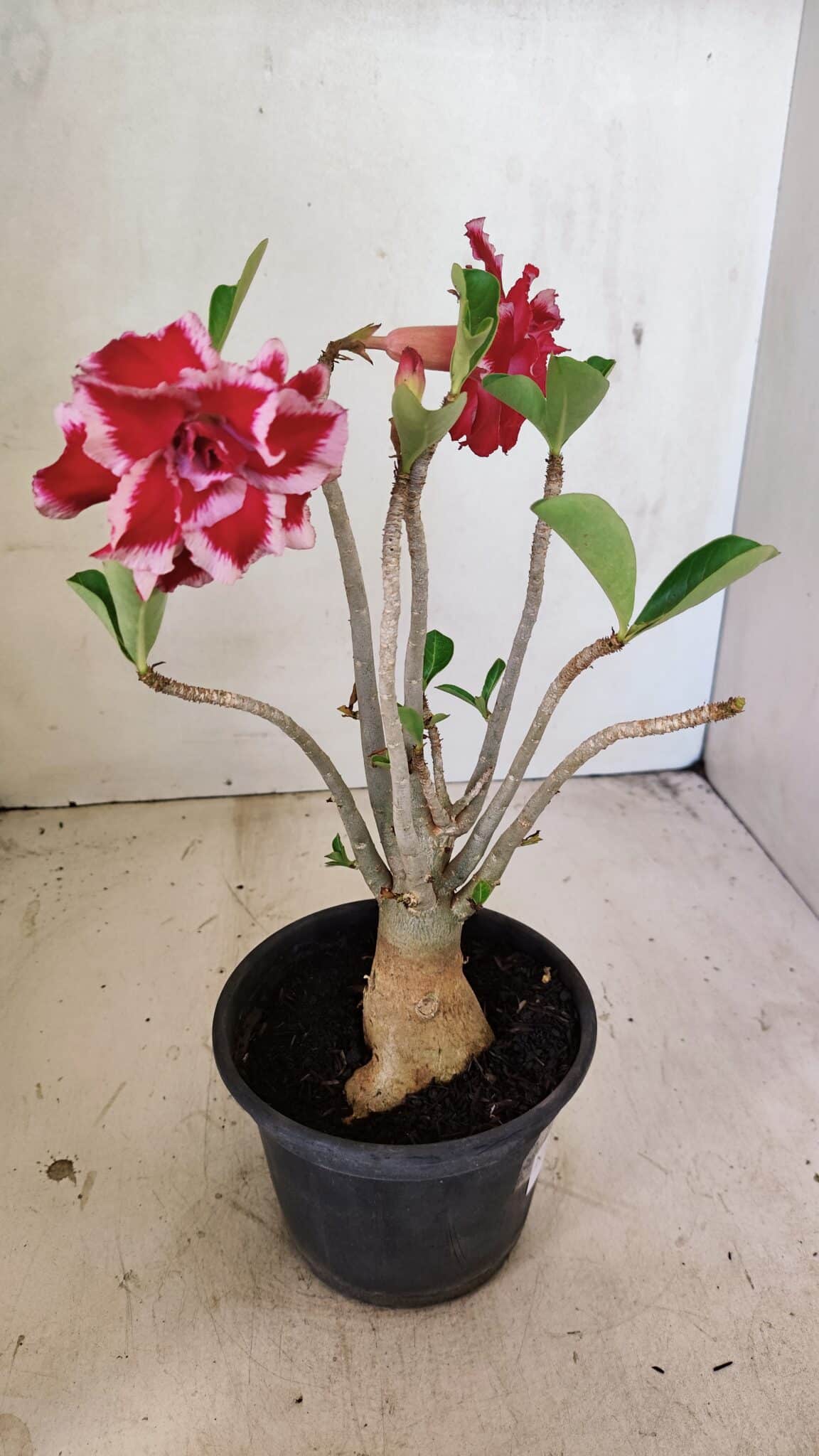 Planta Dobrada 3575 – 35cm – 03 anos - foto 4