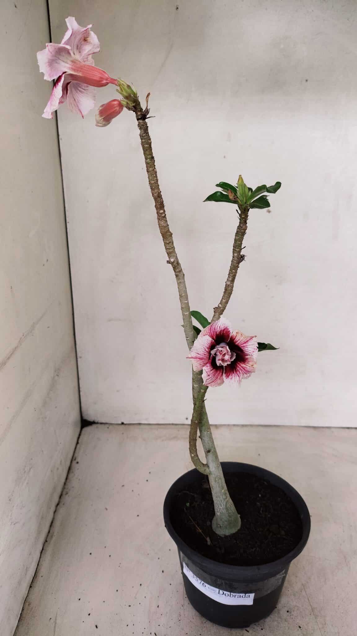 Planta Dobrada 3576 – 35cm – 03 anos - foto 2