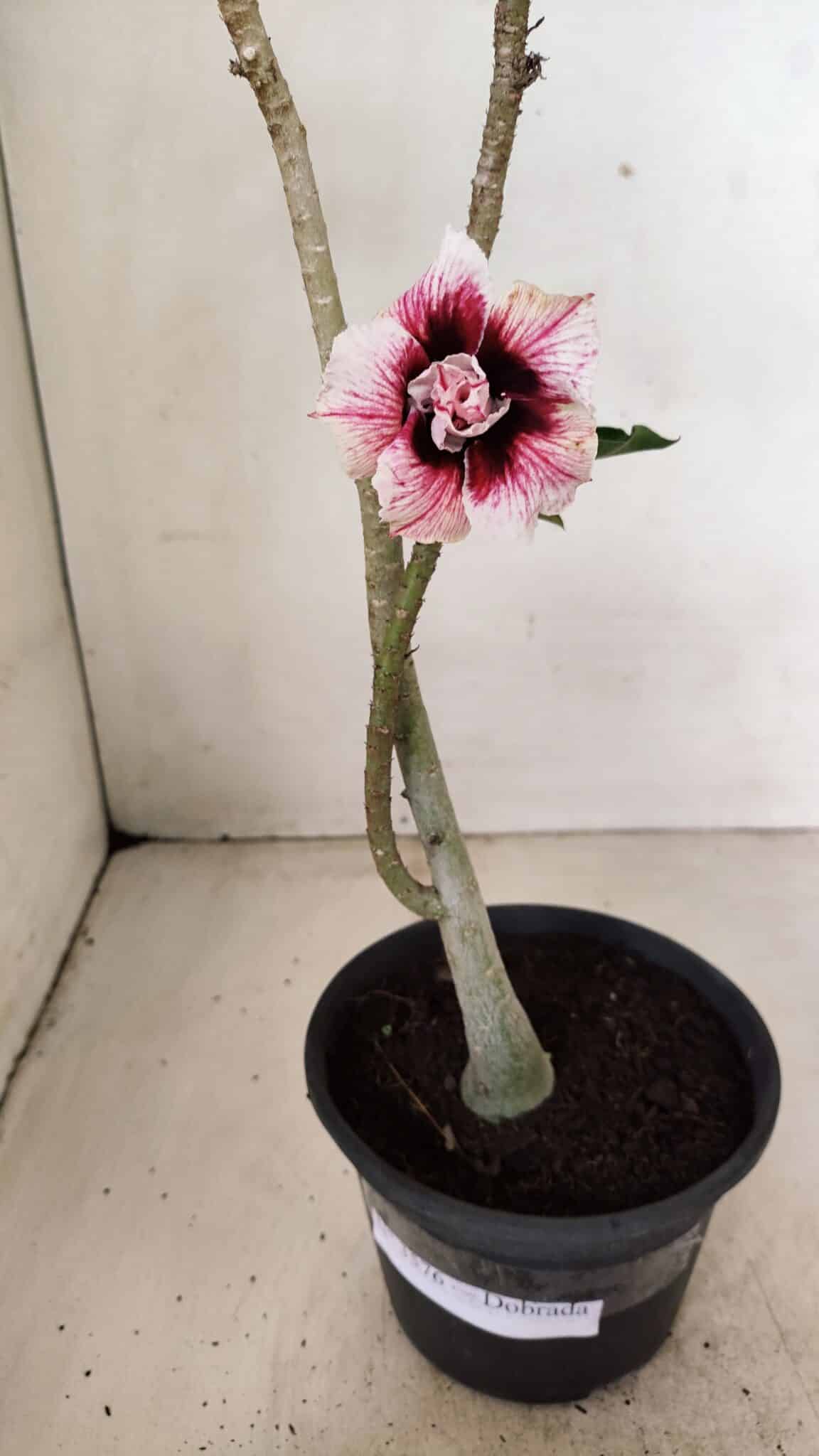 Planta Dobrada 3576 – 35cm – 03 anos - foto 4