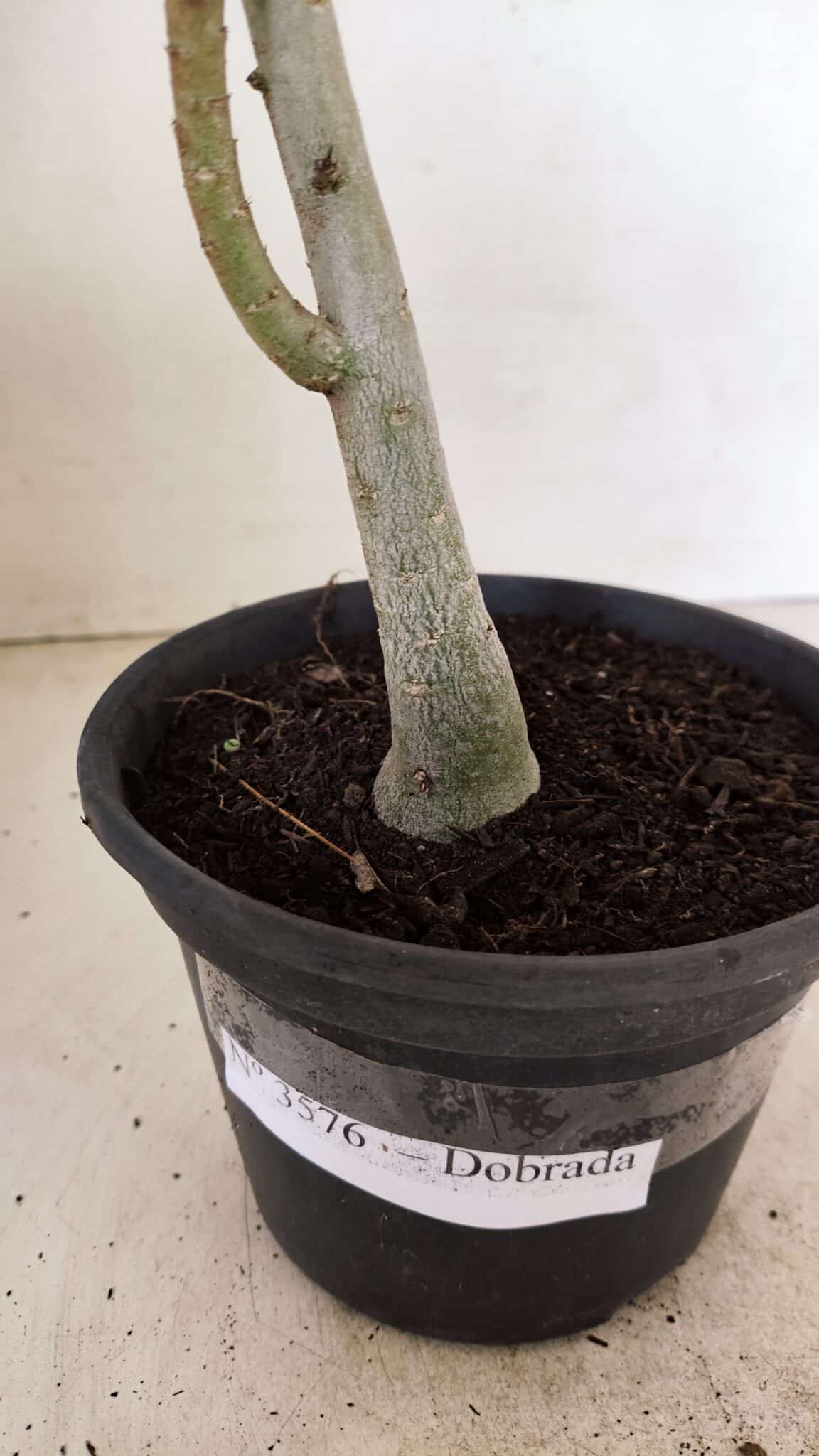 Planta Dobrada 3576 – 35cm – 03 anos - foto 6