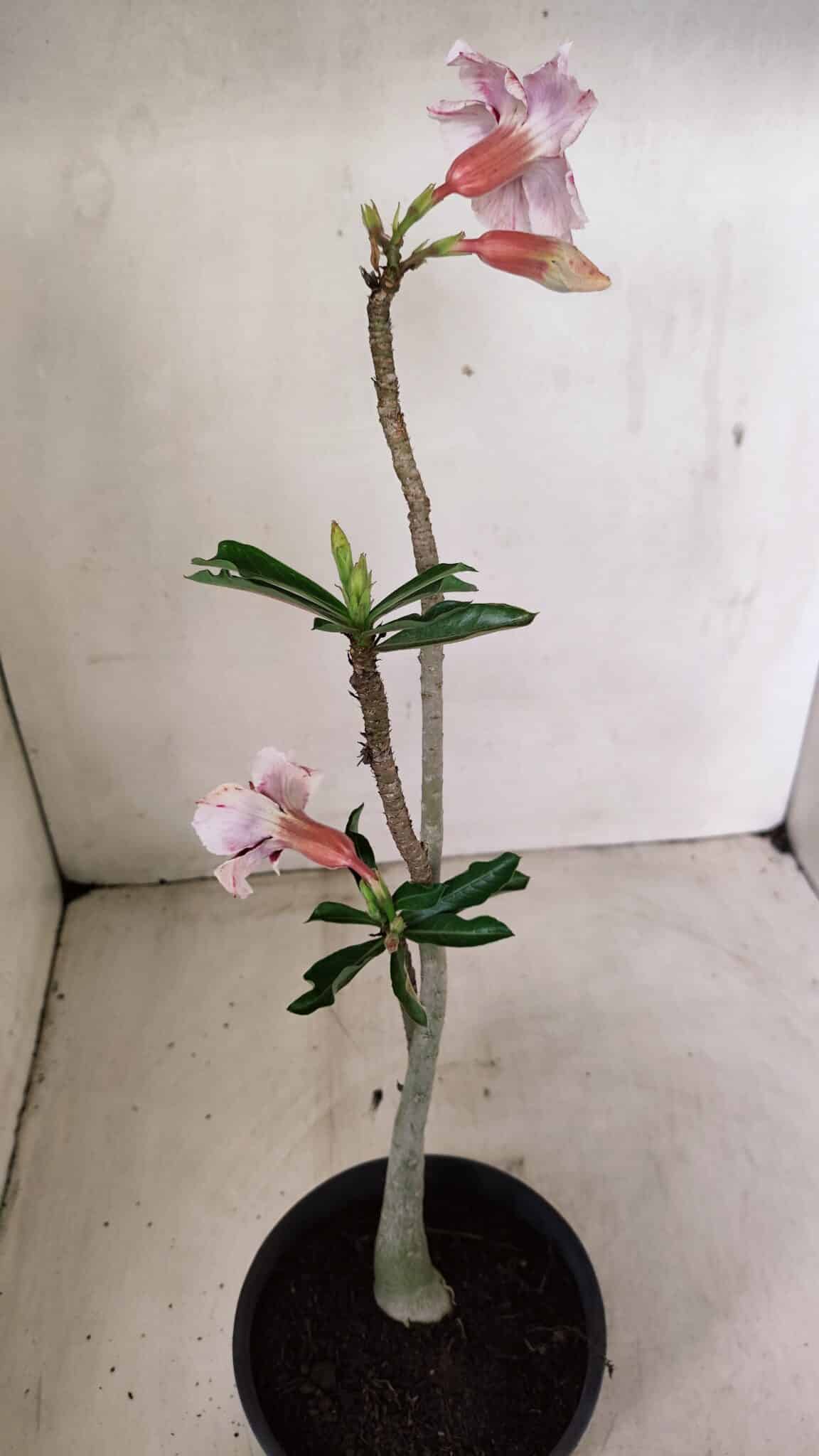 Planta Dobrada 3576 – 35cm – 03 anos - foto 5