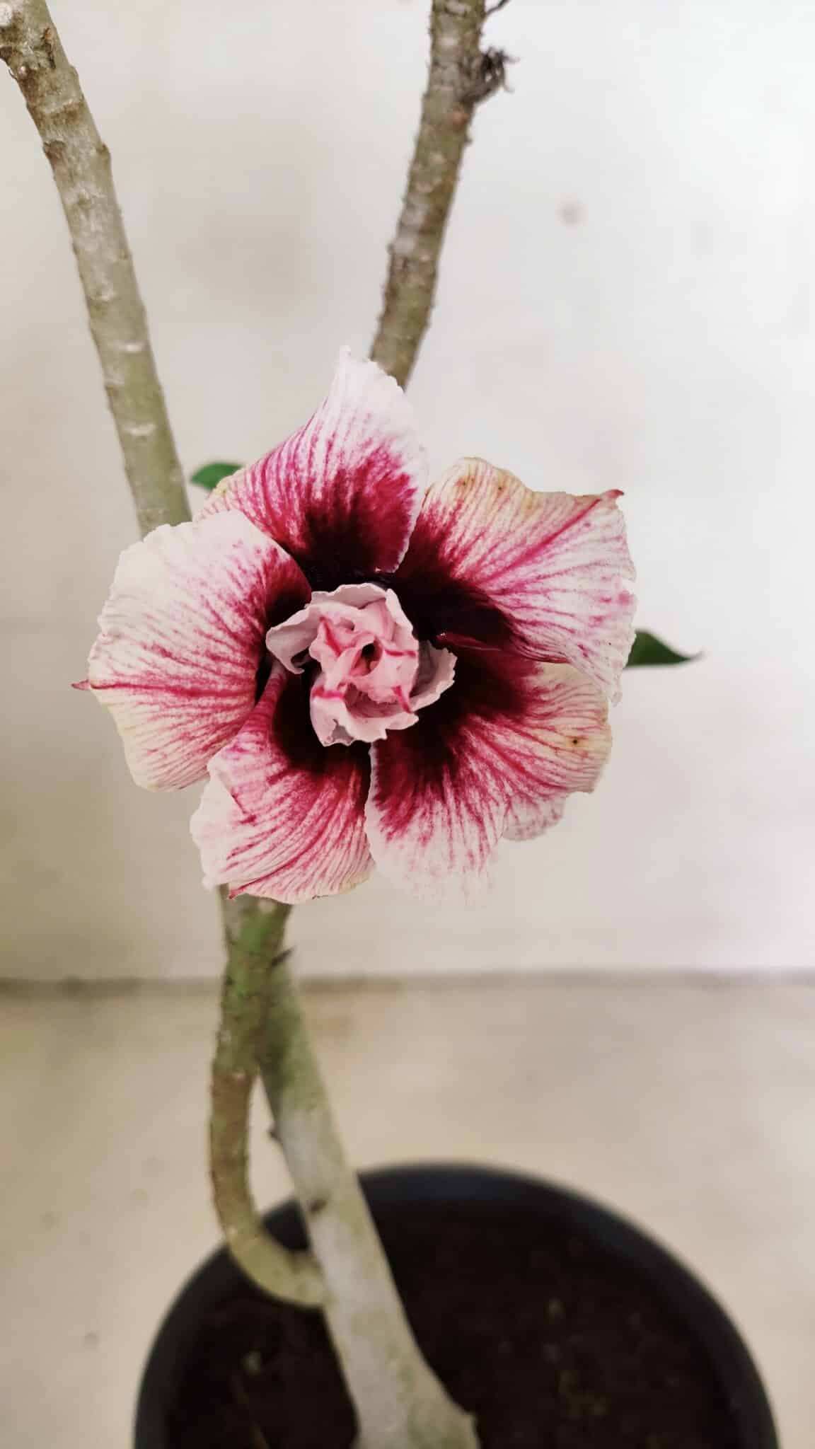 Planta Dobrada 3576 – 35cm – 03 anos - foto 3