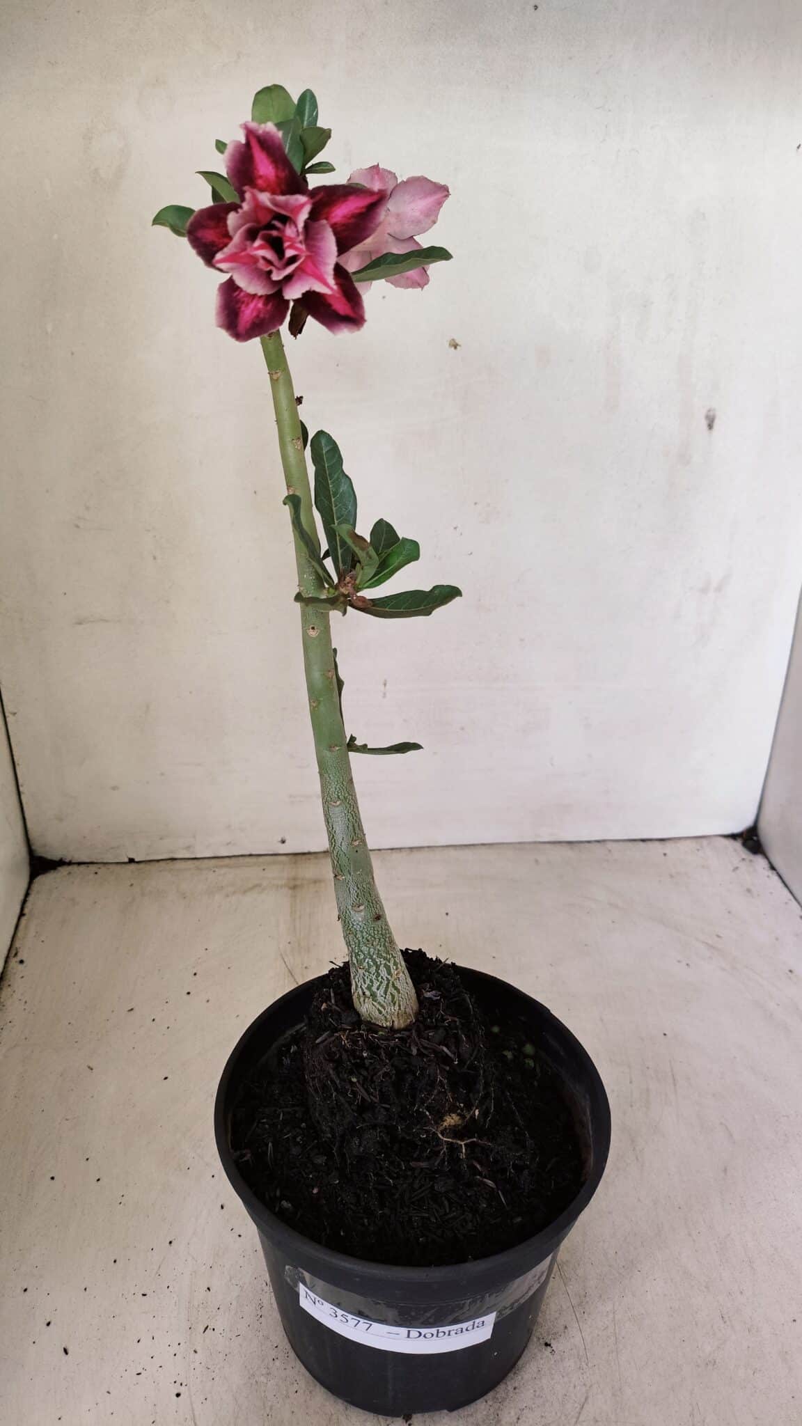 Planta Dobrada 3577 – 35cm – 03 anos - foto 2