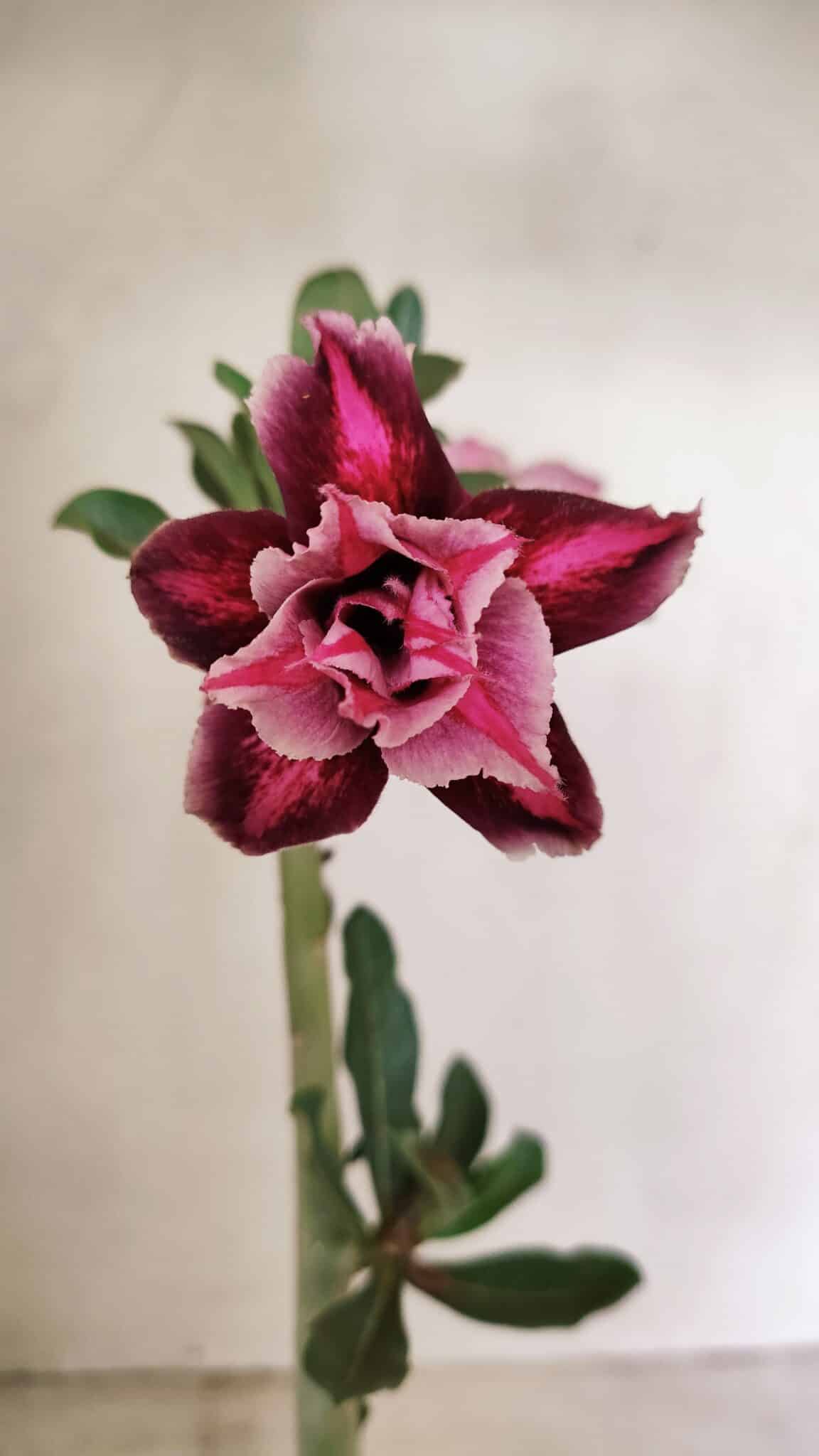 Planta Dobrada 3577 – 35cm – 03 anos - foto 3