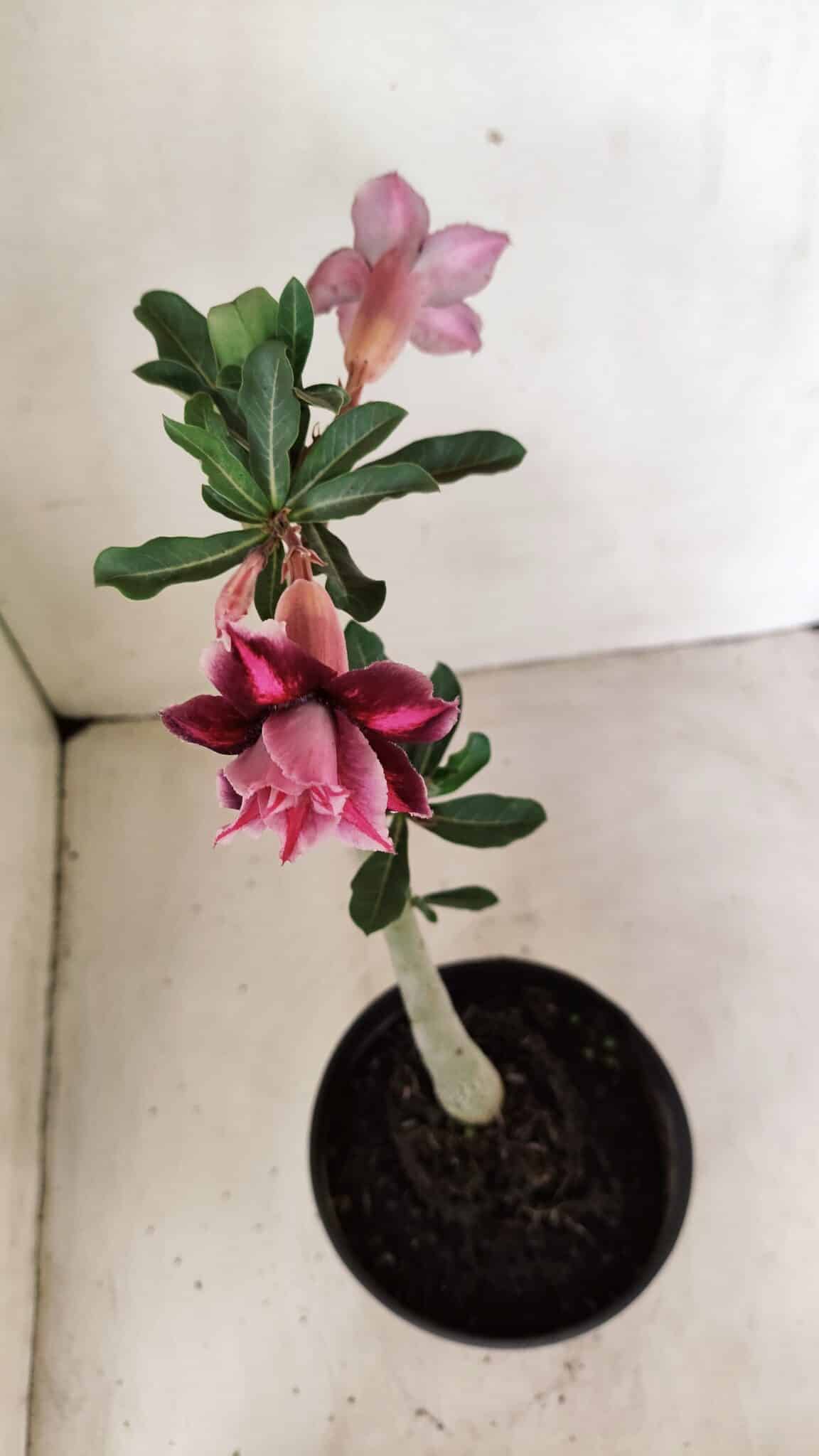 Planta Dobrada 3577 – 35cm – 03 anos - foto 7