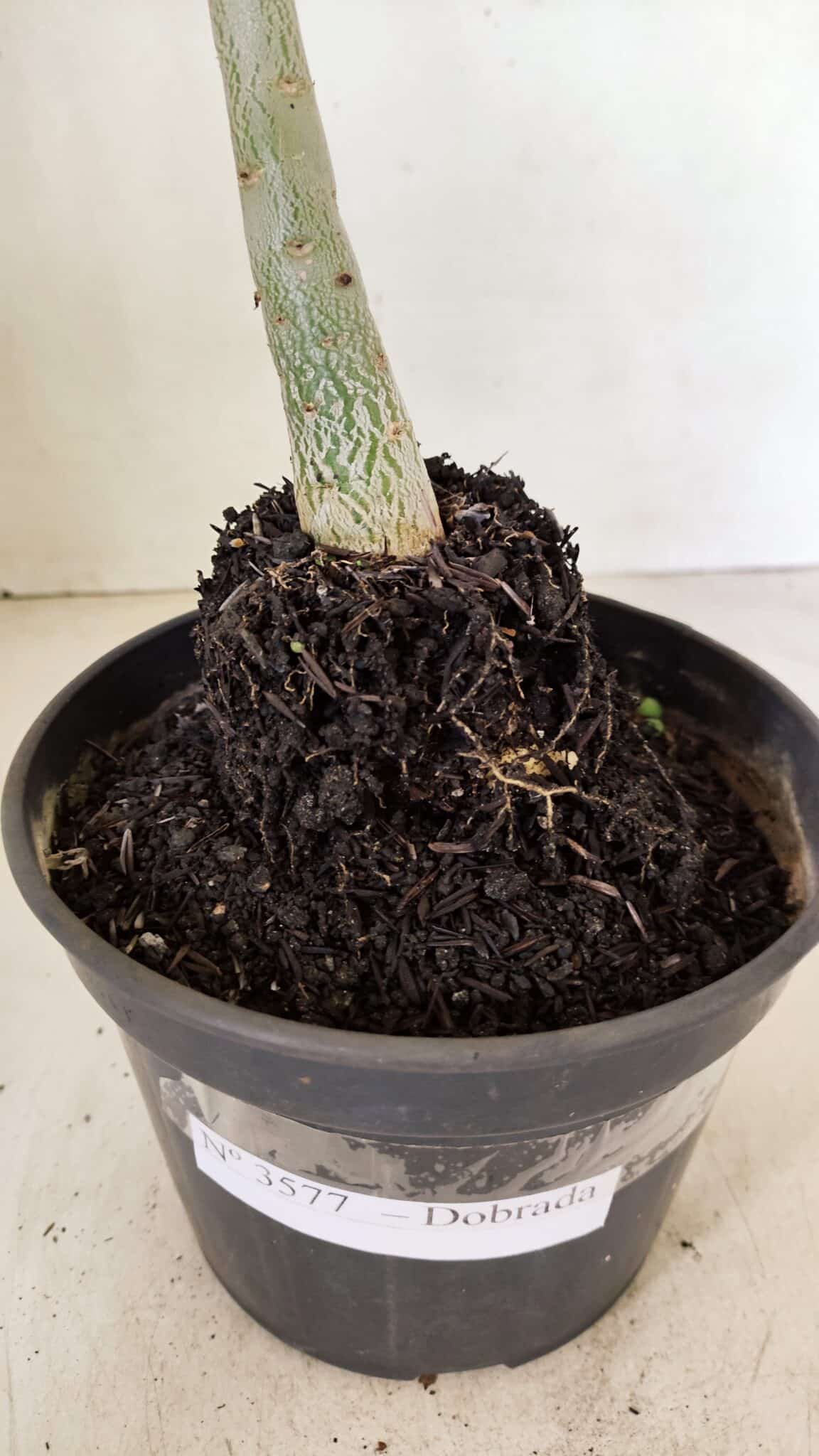 Planta Dobrada 3577 – 35cm – 03 anos - foto 6