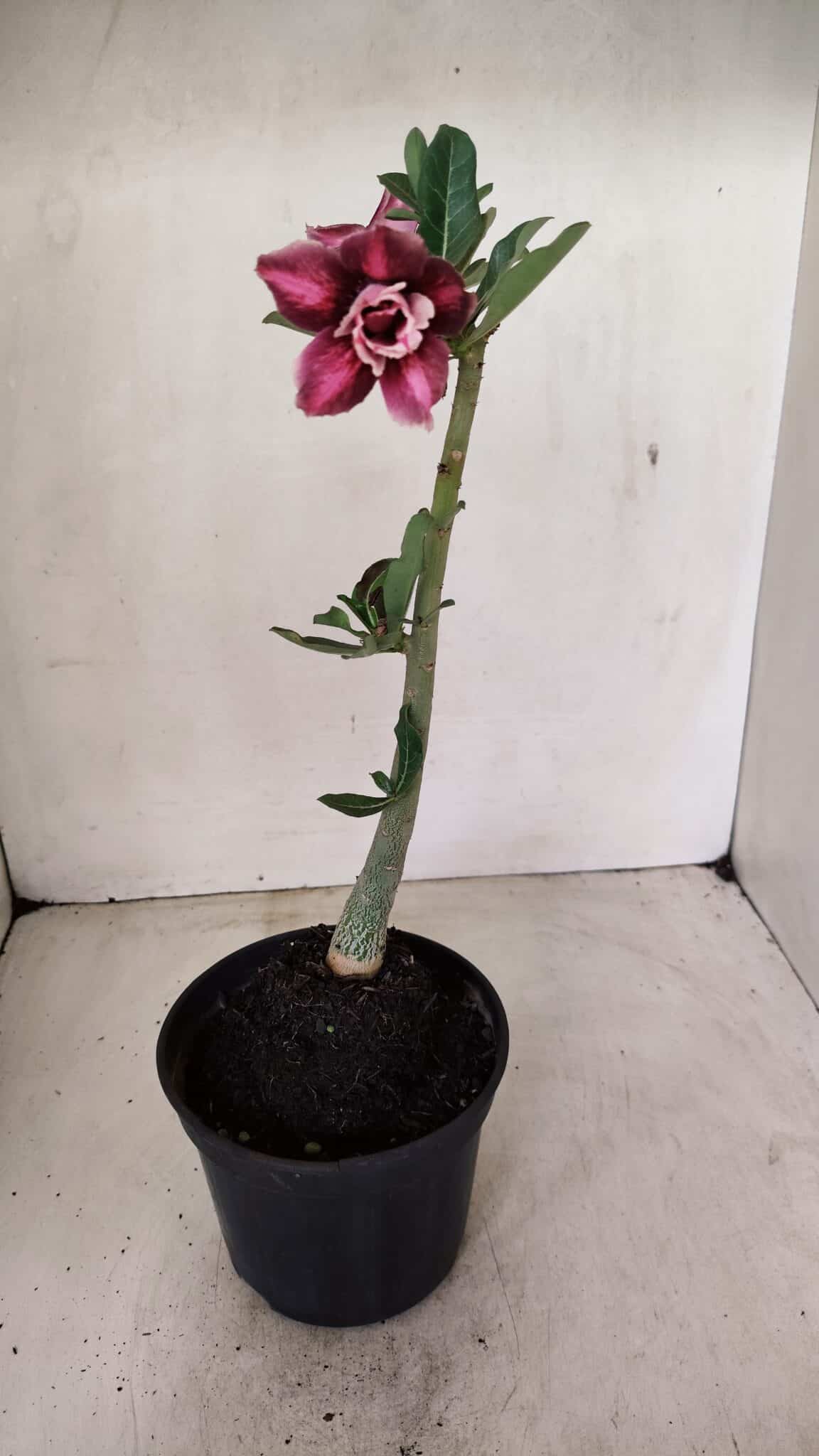 Planta Dobrada 3577 – 35cm – 03 anos - foto 5