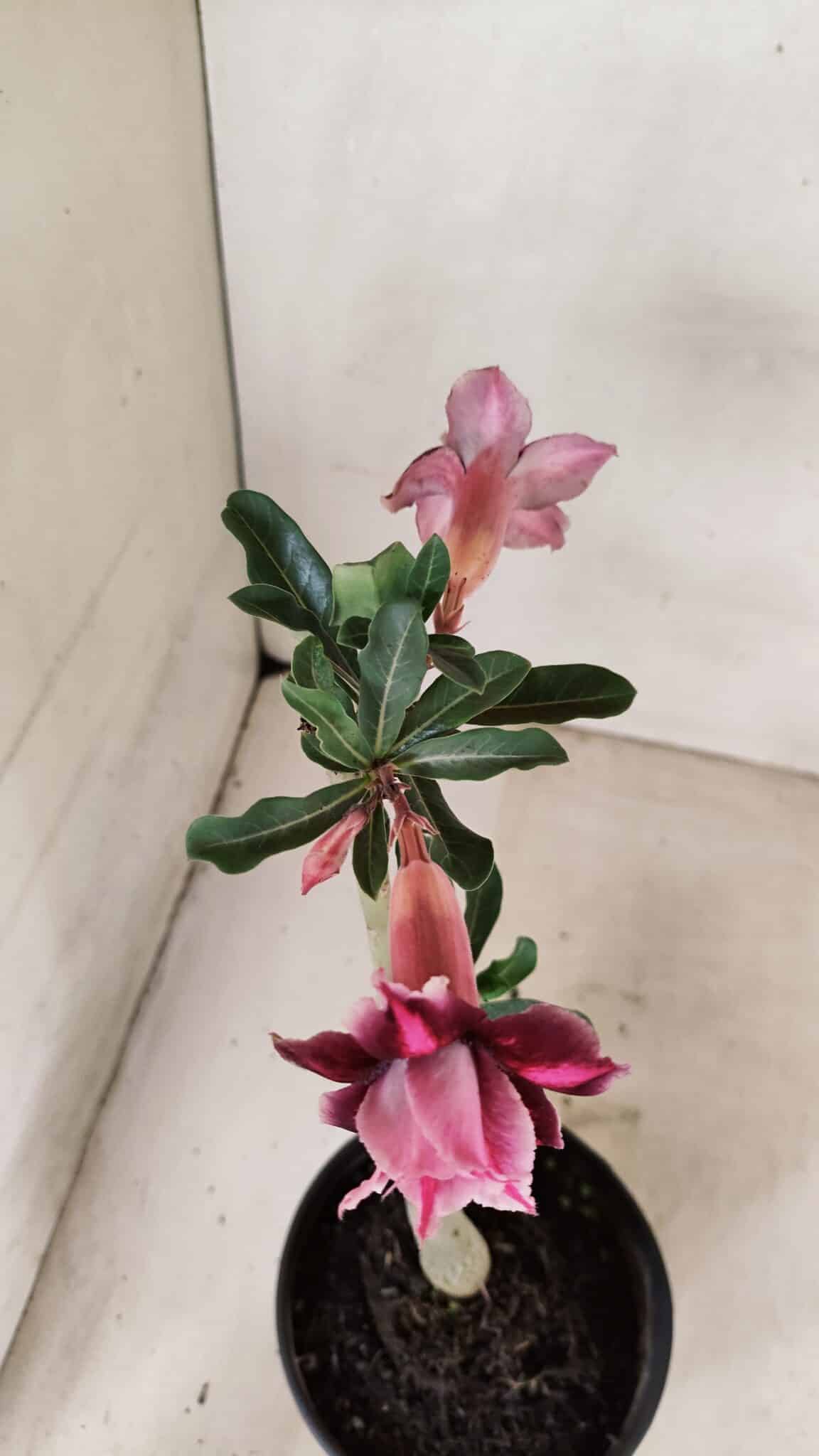 Planta Dobrada 3577 – 35cm – 03 anos - foto 4