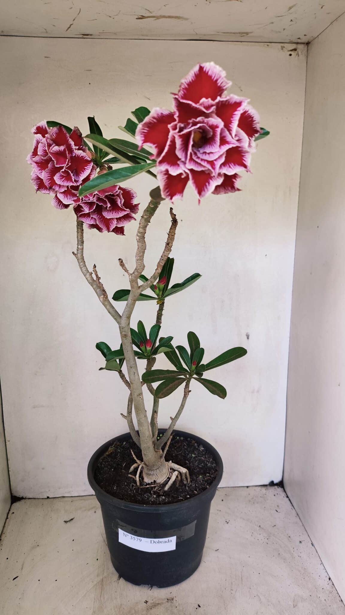 Planta Dobrada 3579 – 60cm – 04 anos - foto 2