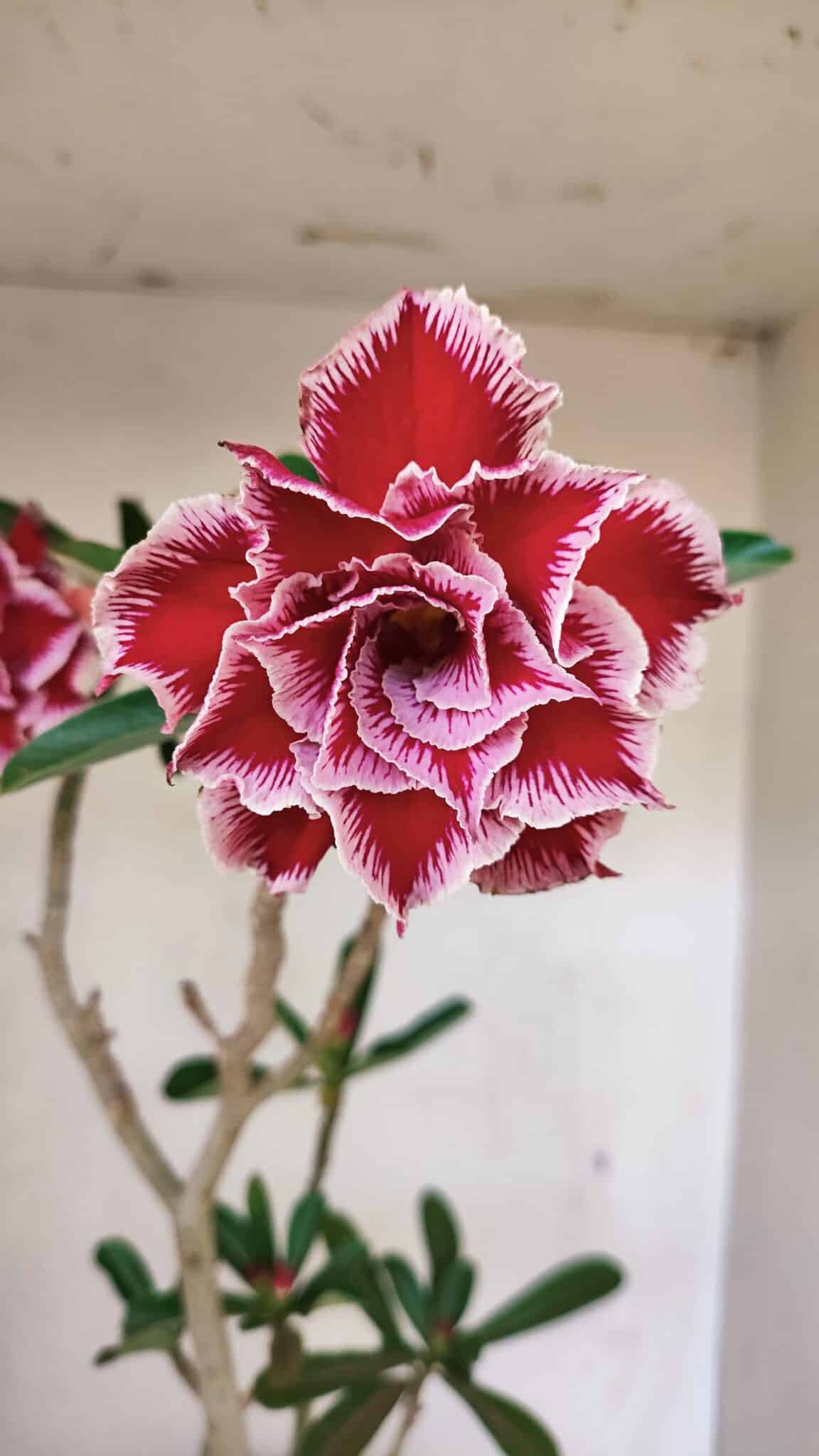 Planta Dobrada 3579 – 60cm – 04 anos - foto 3