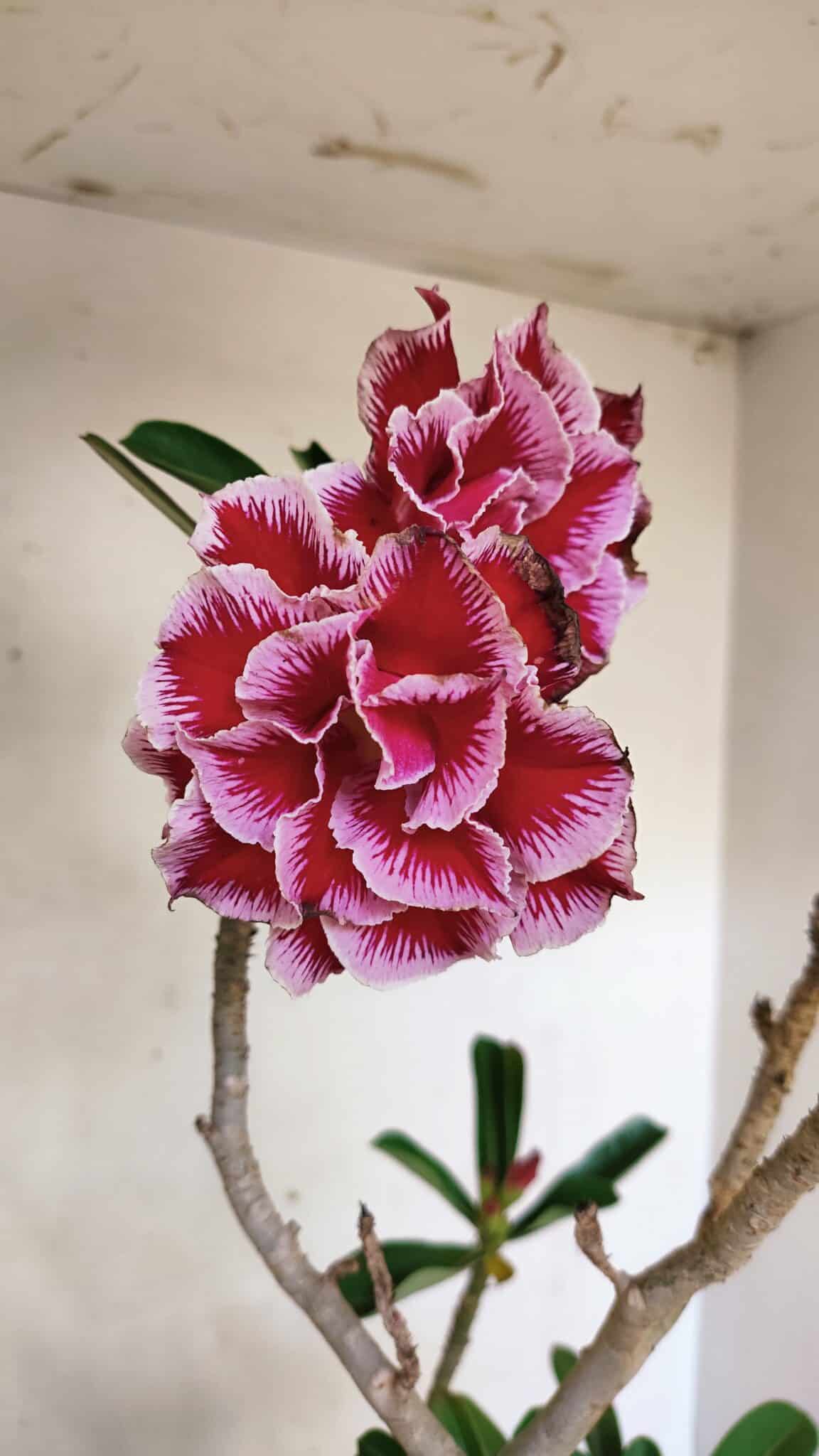 Planta Dobrada 3579 – 60cm – 04 anos - foto 4