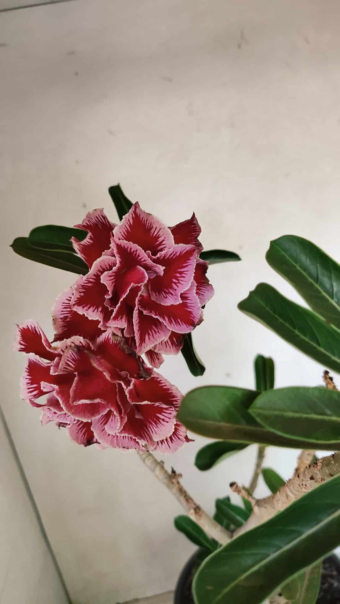 Planta Dobrada 3579 – 60cm – 04 anos - foto 5