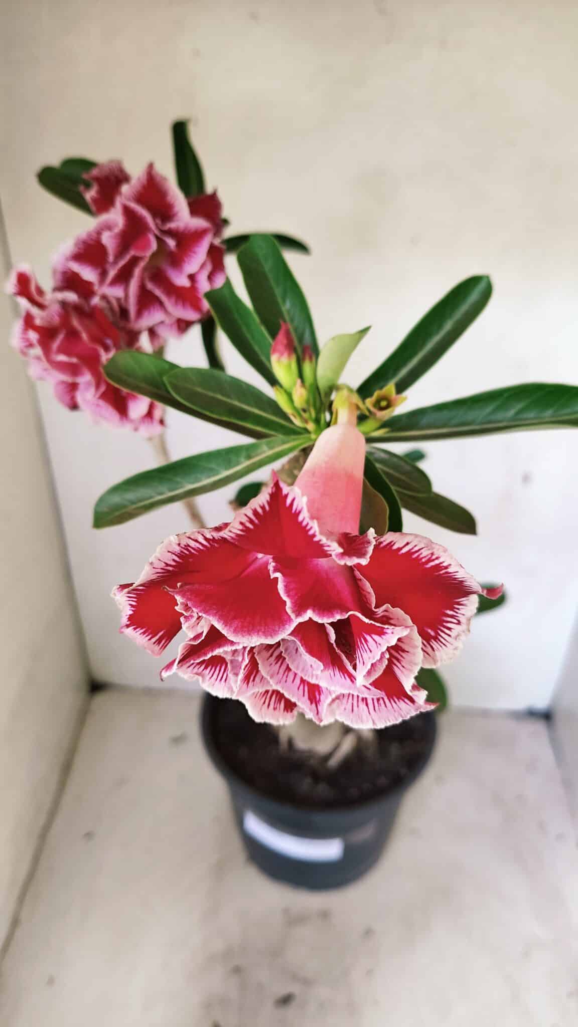Planta Dobrada 3579 – 60cm – 04 anos - foto 6