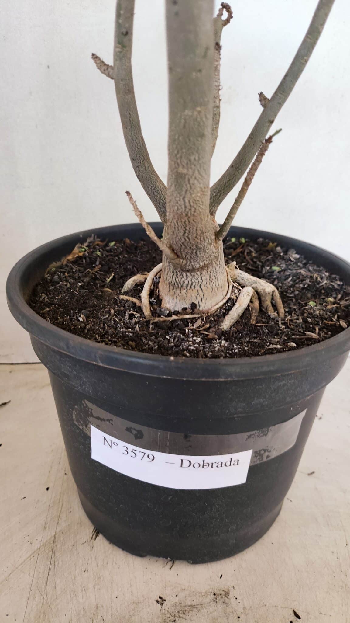 Planta Dobrada 3579 – 60cm – 04 anos - foto 8