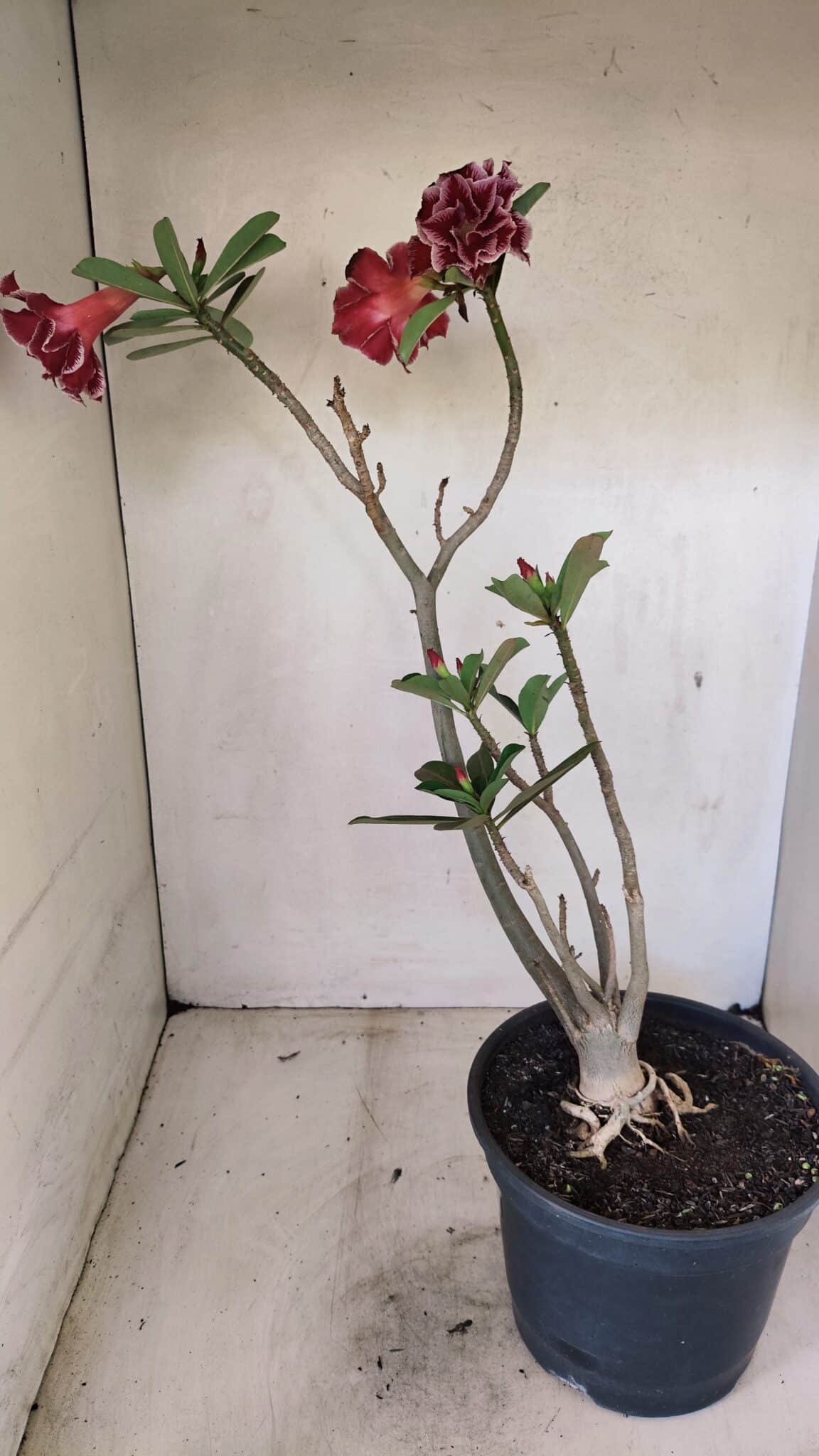 Planta Dobrada 3579 – 60cm – 04 anos - foto 7