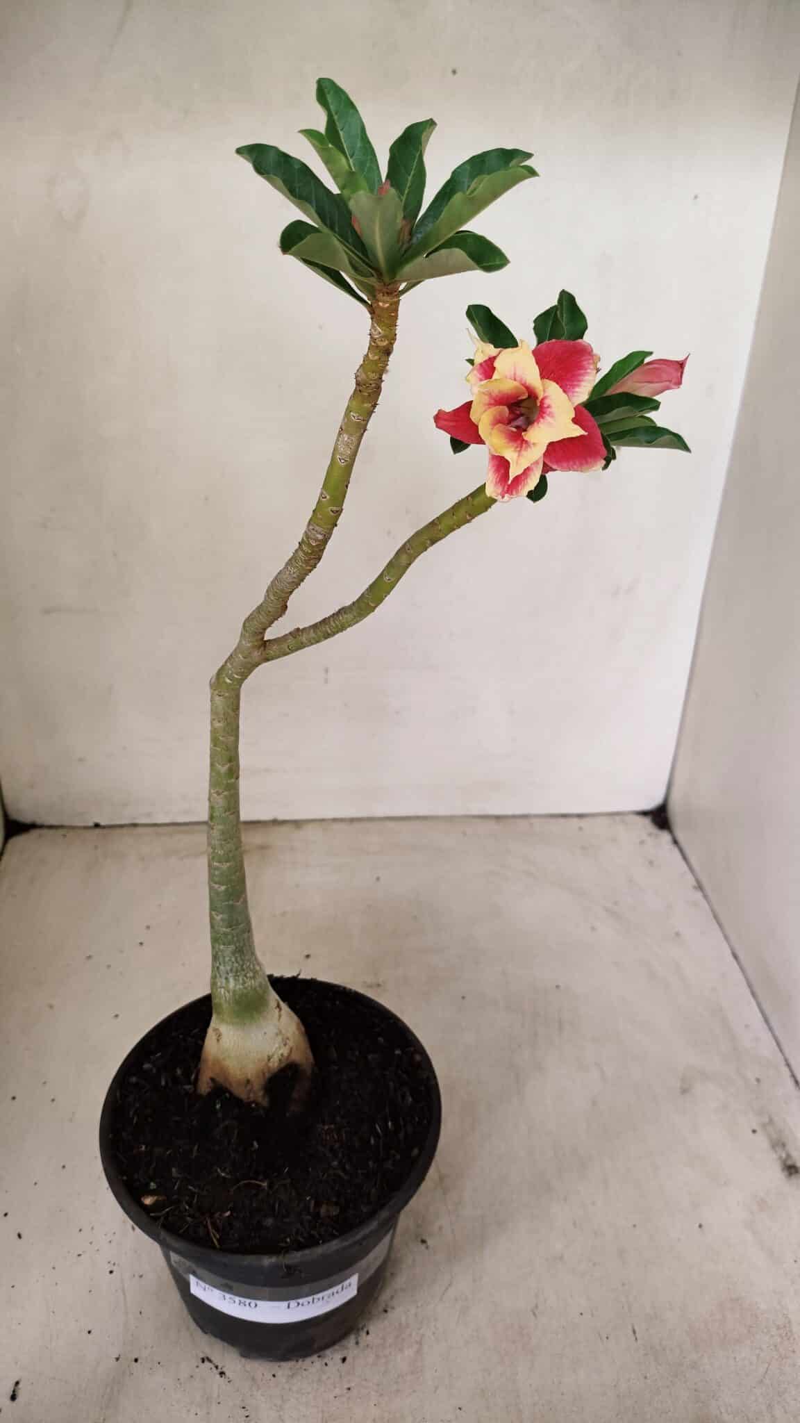 Planta Dobrada 3580 – 30cm – 02 anos - foto 2