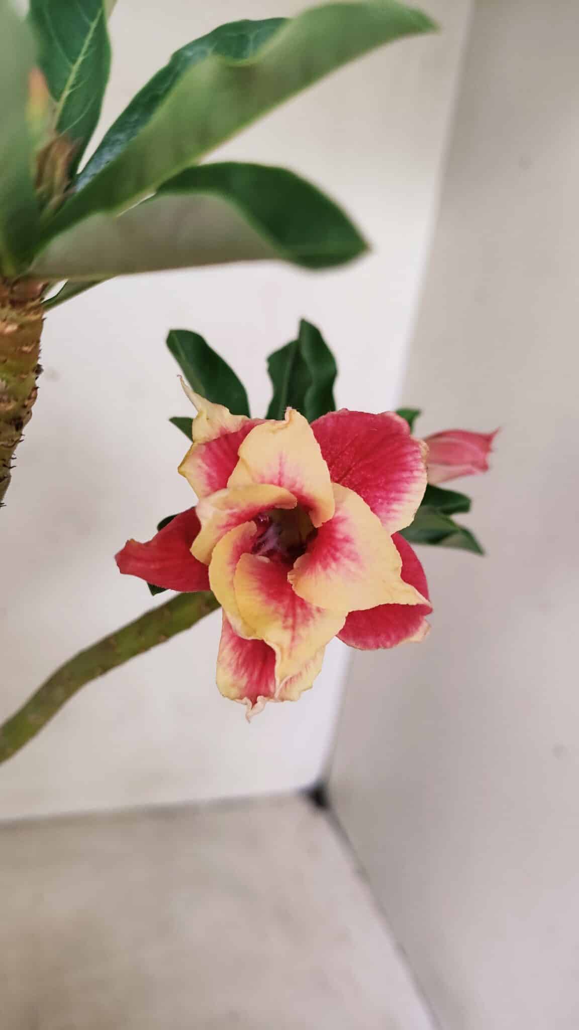 Planta Dobrada 3580 – 30cm – 02 anos - foto 3