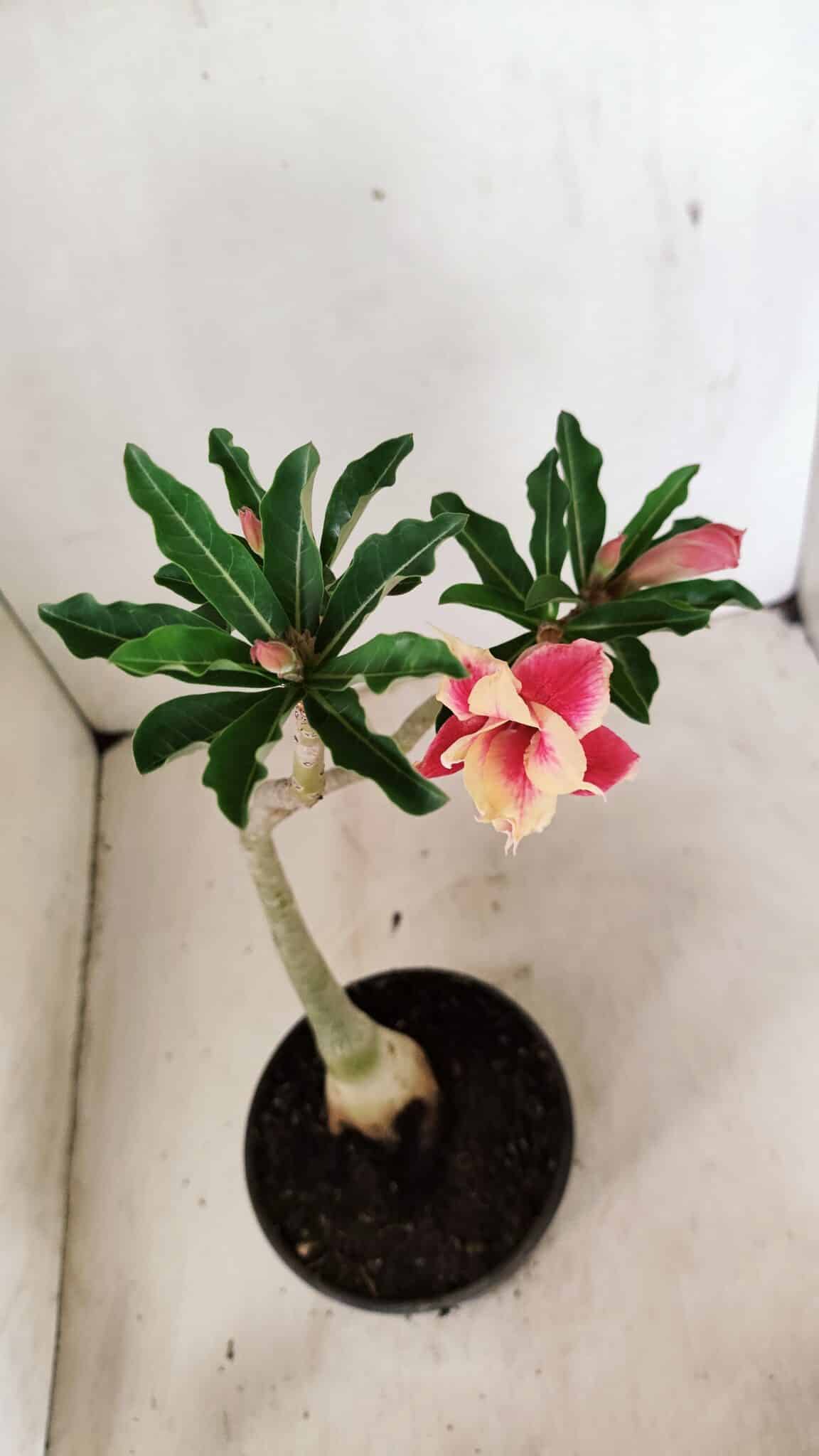 Planta Dobrada 3580 – 30cm – 02 anos - foto 4