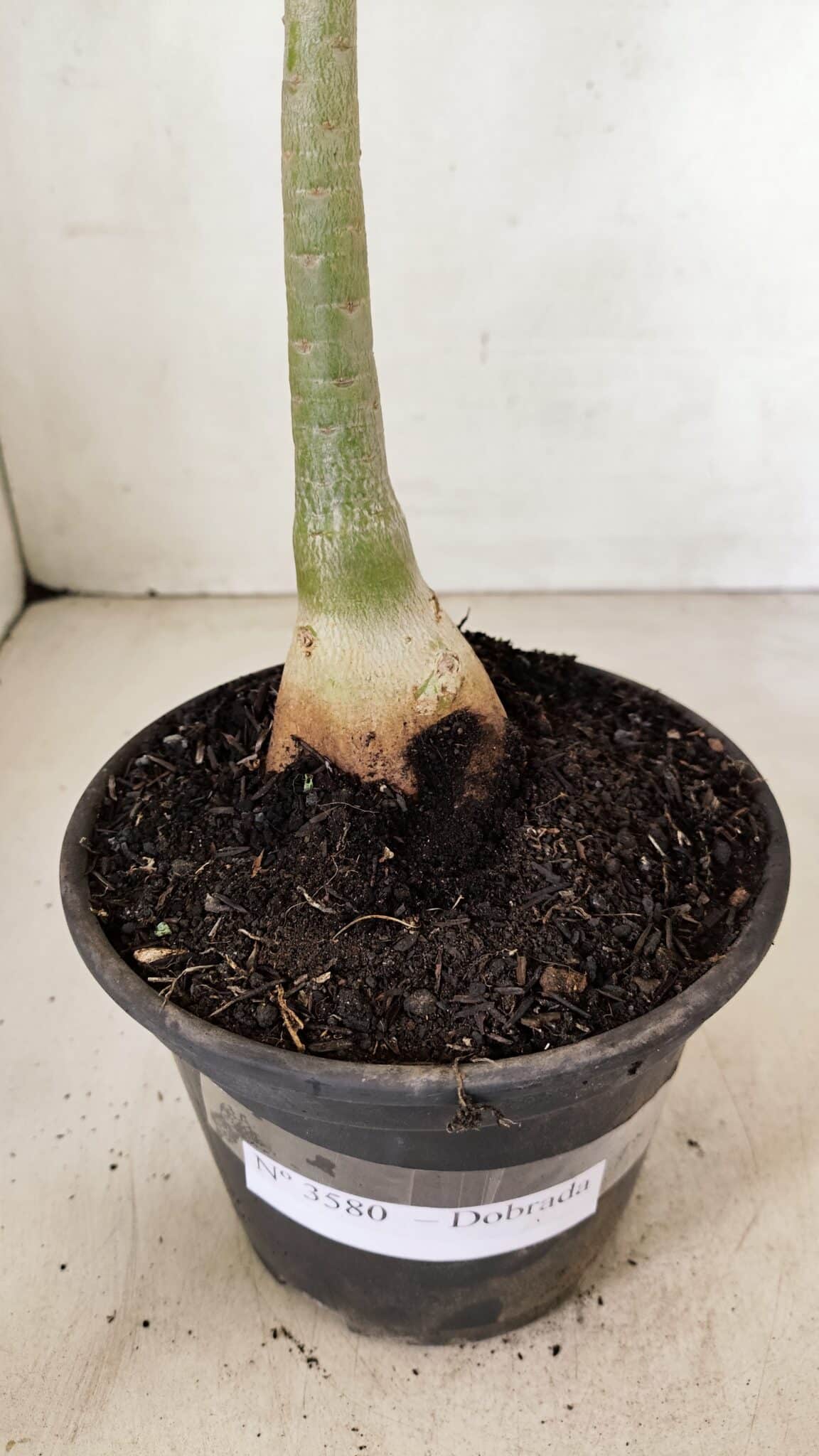 Planta Dobrada 3580 – 30cm – 02 anos - foto 7