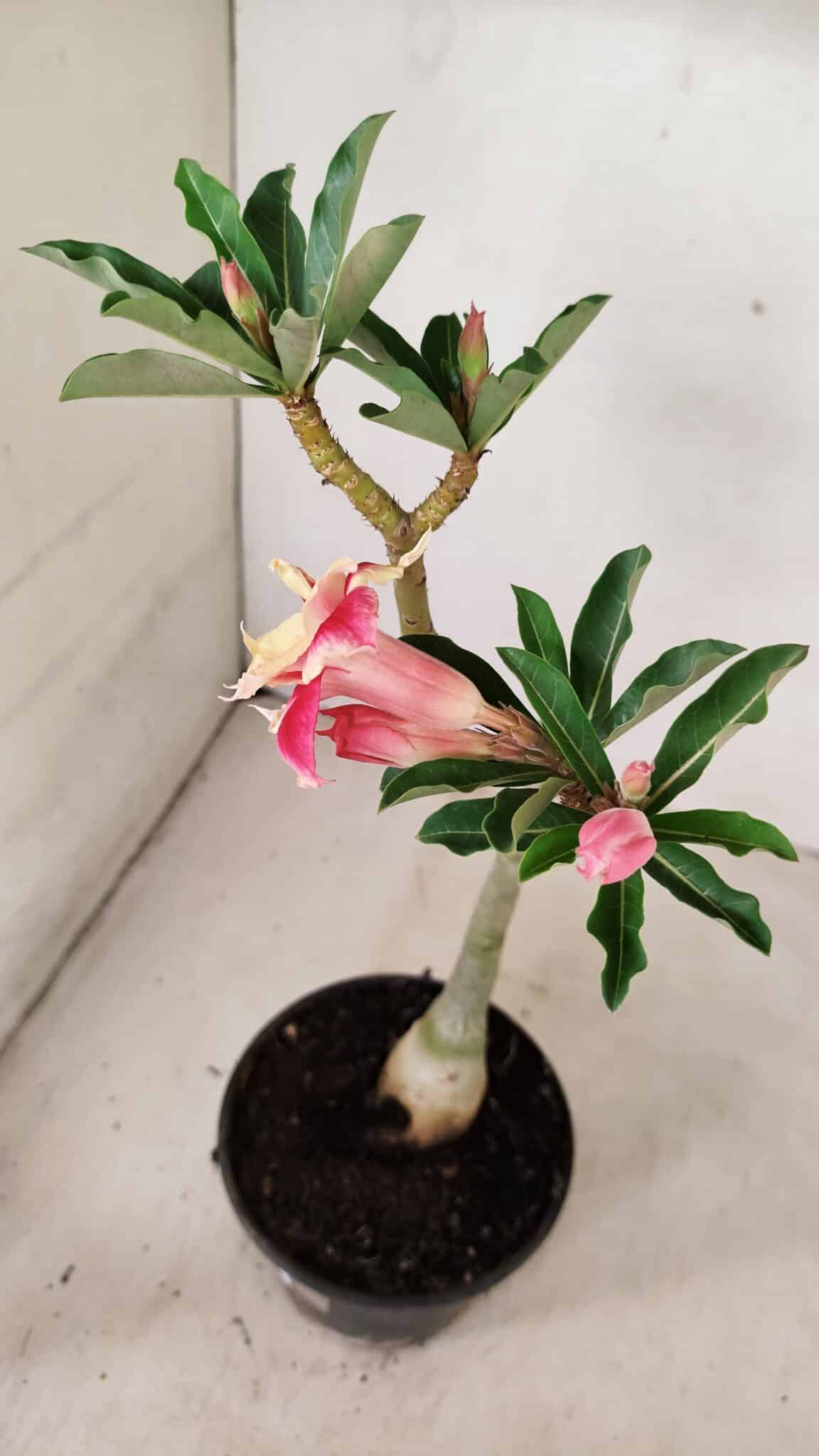 Planta Dobrada 3580 – 30cm – 02 anos - foto 6