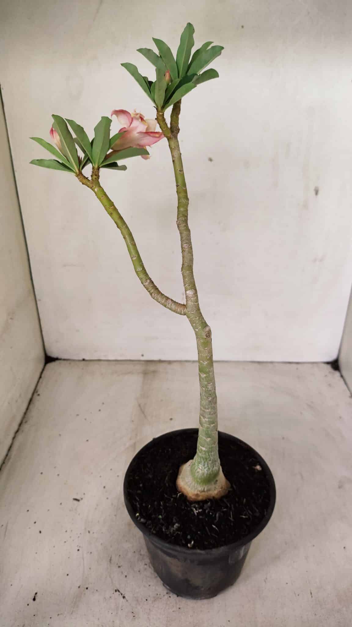 Planta Dobrada 3580 – 30cm – 02 anos - foto 5