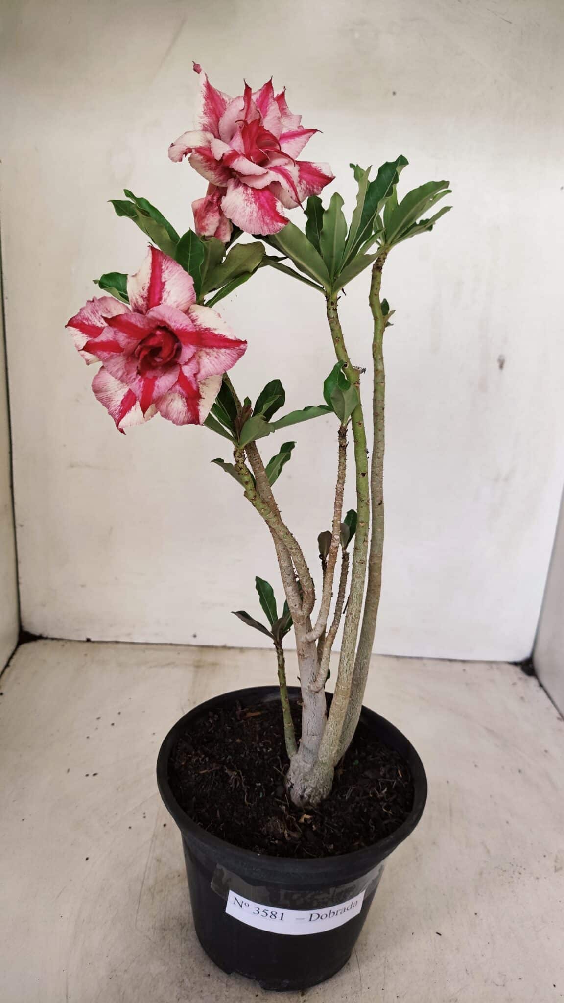 Planta Dobrada 3581 – 35cm – 03 anos - foto 2