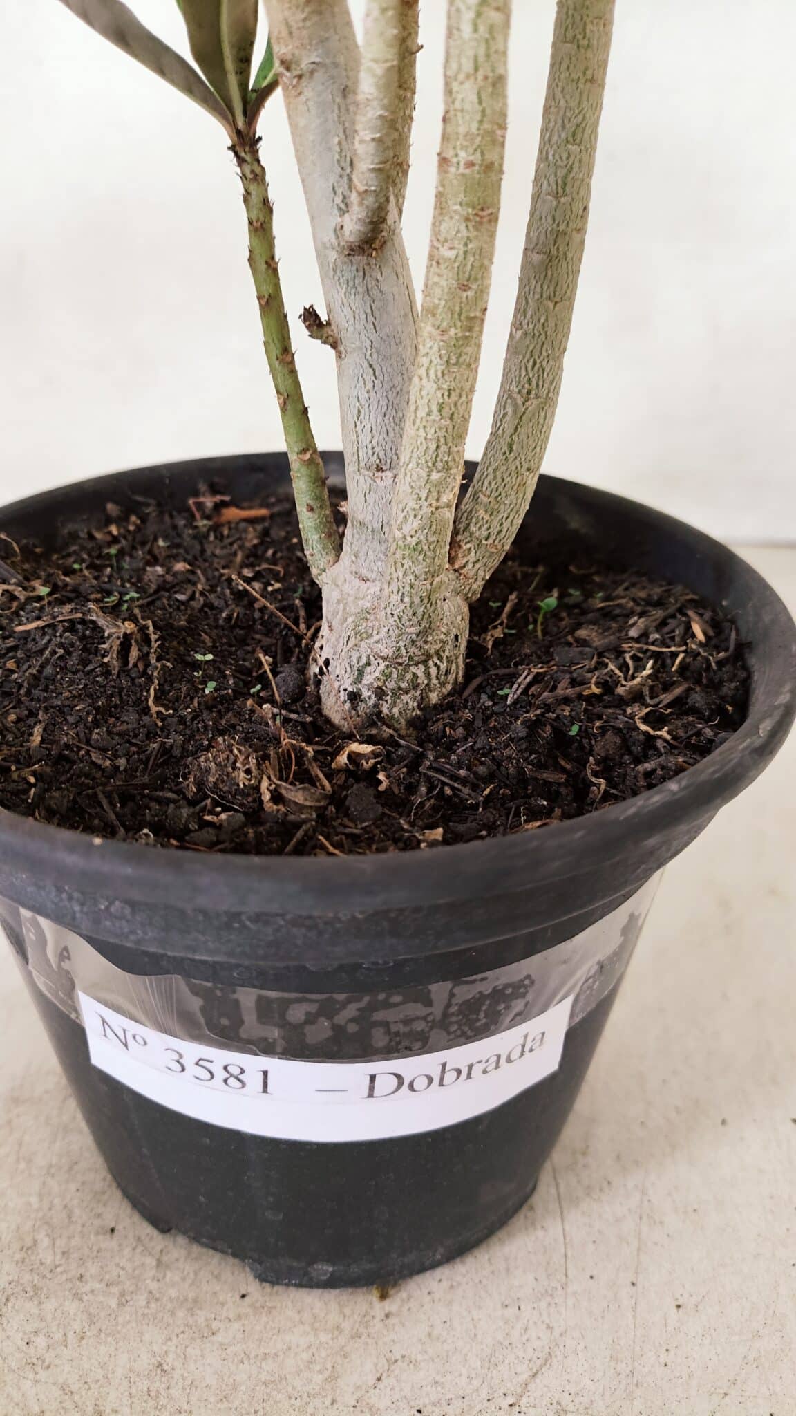 Planta Dobrada 3581 – 35cm – 03 anos - foto 7