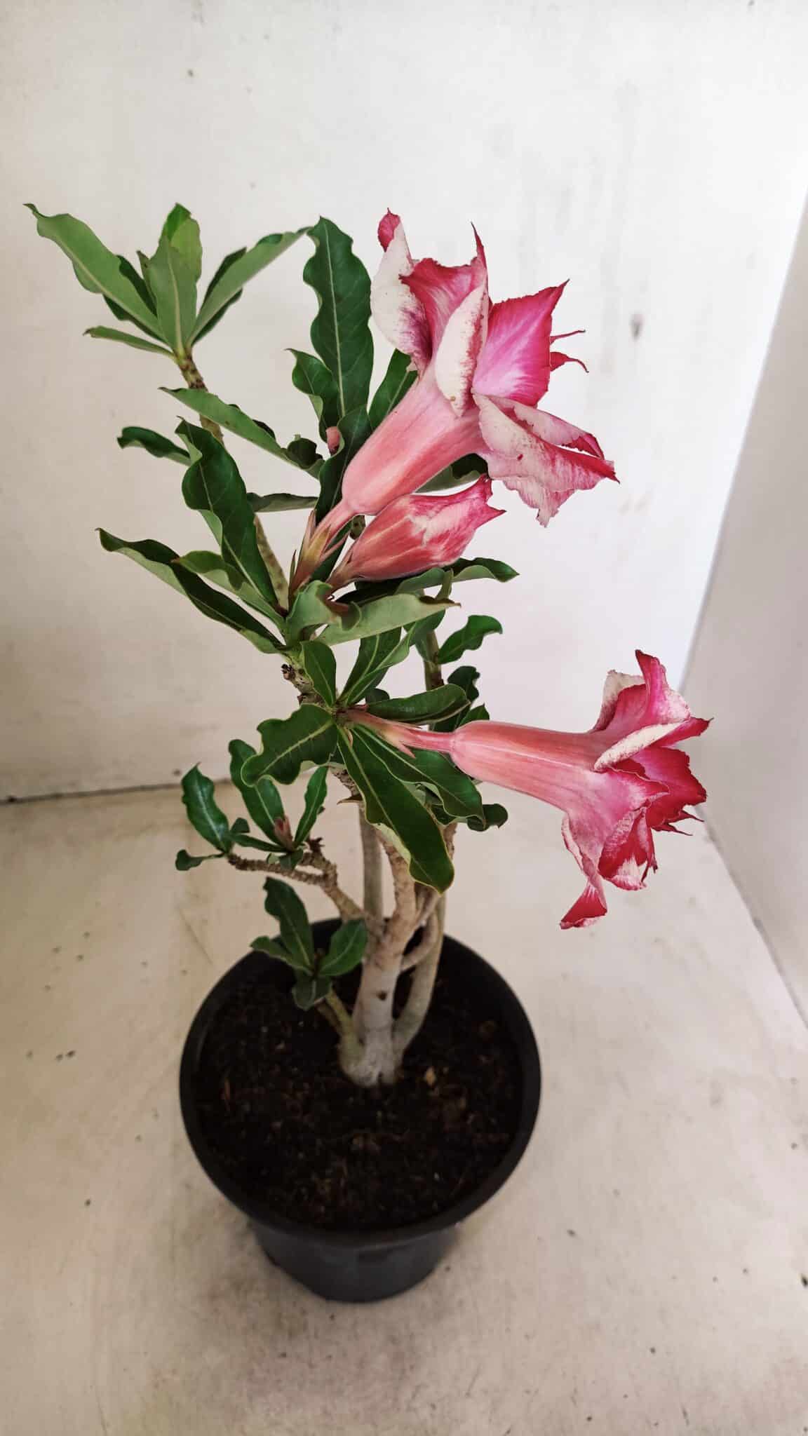 Planta Dobrada 3581 – 35cm – 03 anos - foto 6