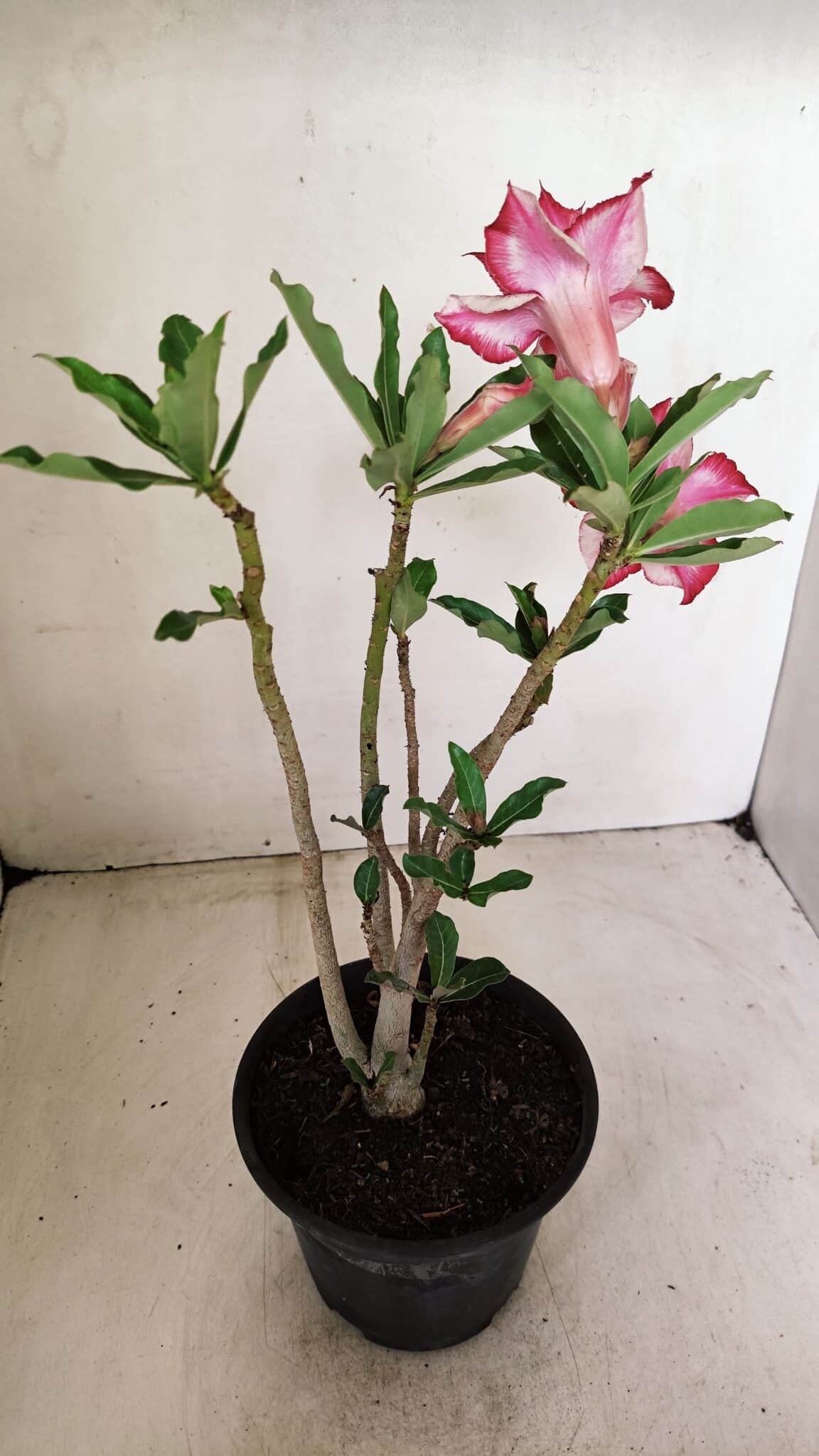 Planta Dobrada 3581 – 35cm – 03 anos - foto 5
