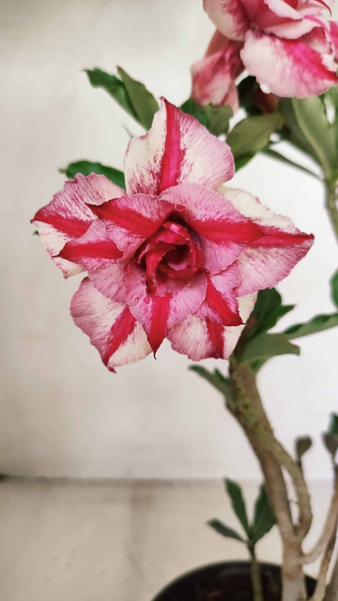 Planta Dobrada 3581 – 35cm – 03 anos - foto 3