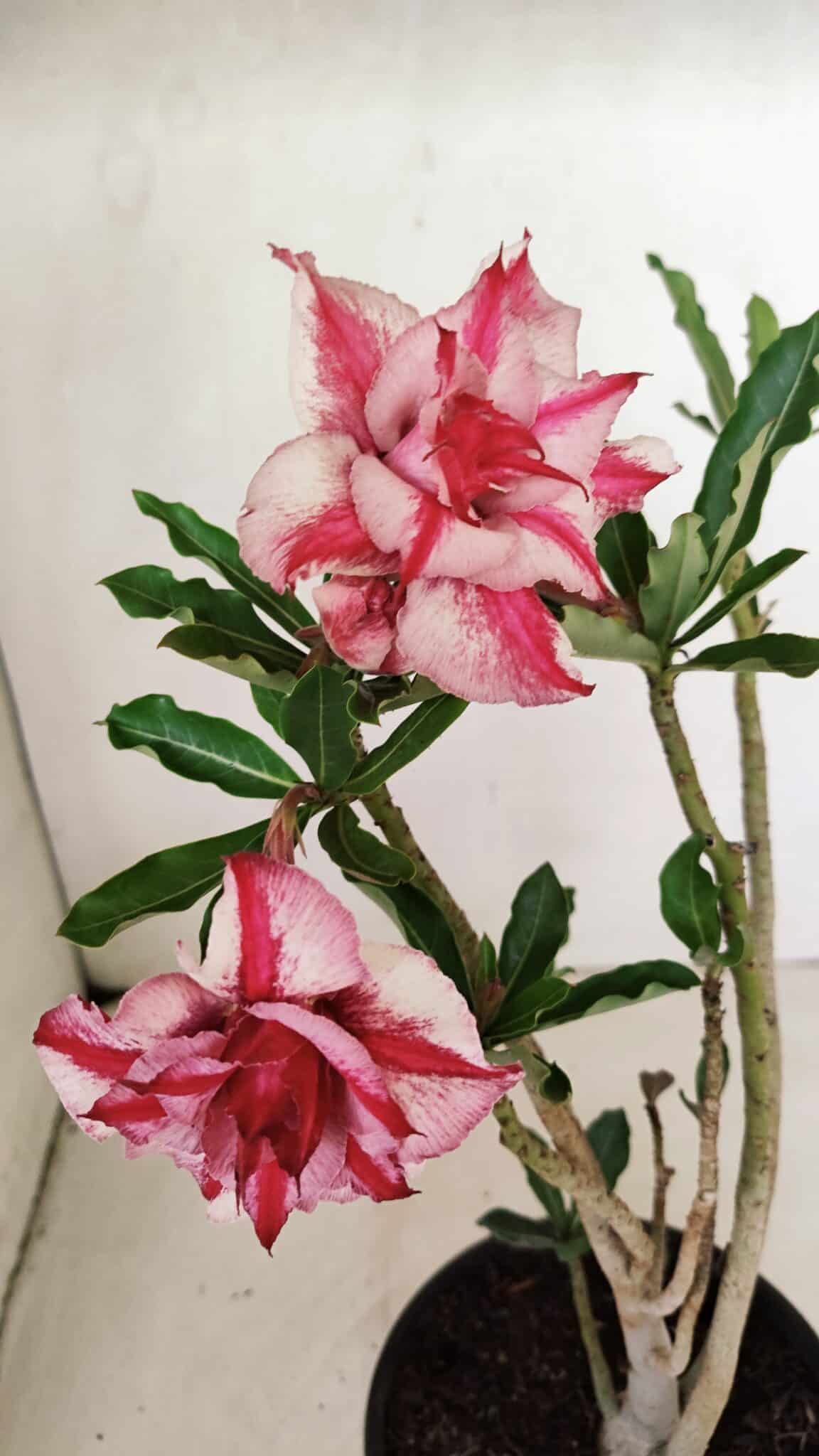 Planta Dobrada 3581 – 35cm – 03 anos - foto 4