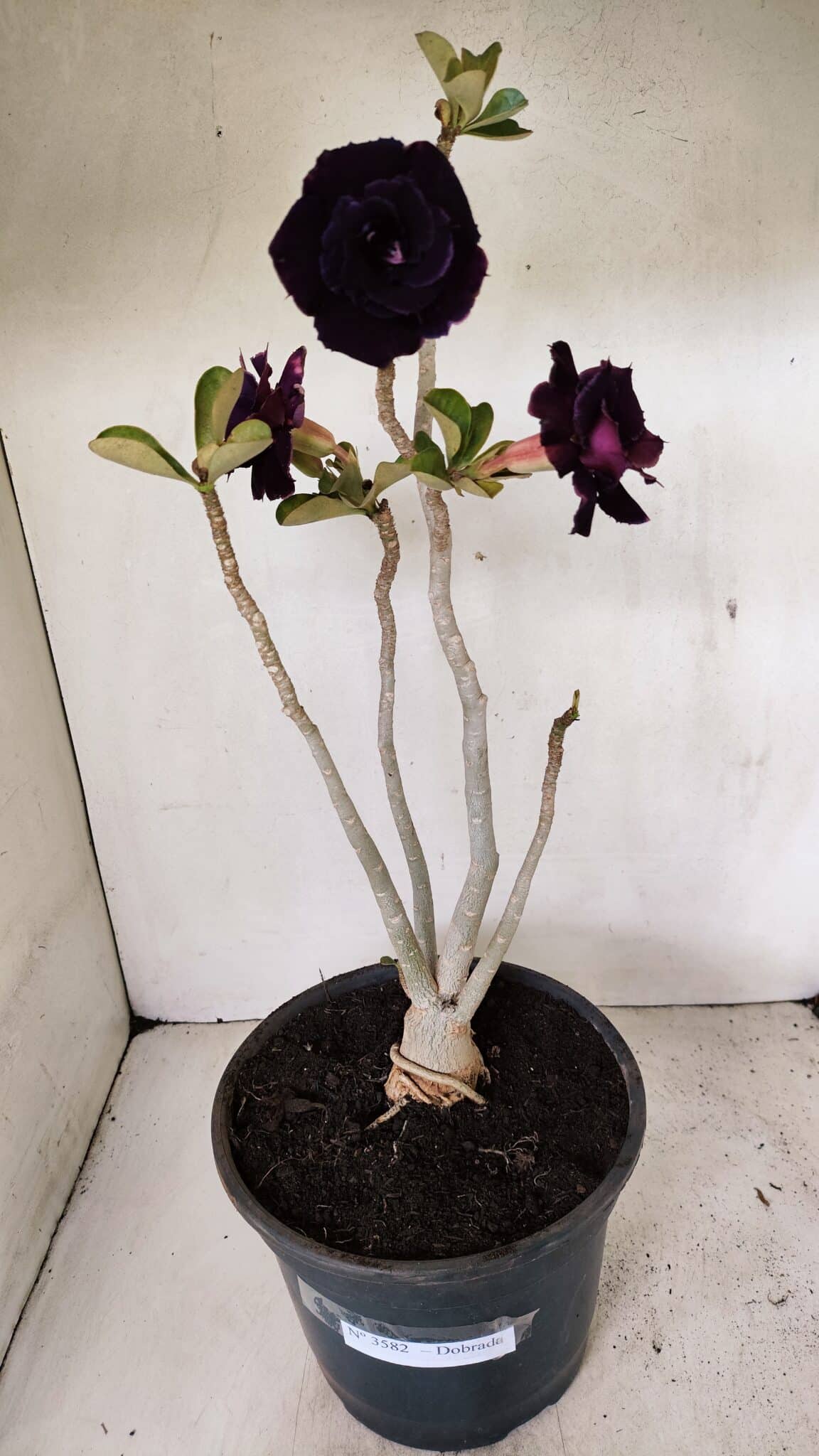 Planta Dobrada 3582 – 45cm – 03 anos - foto 5