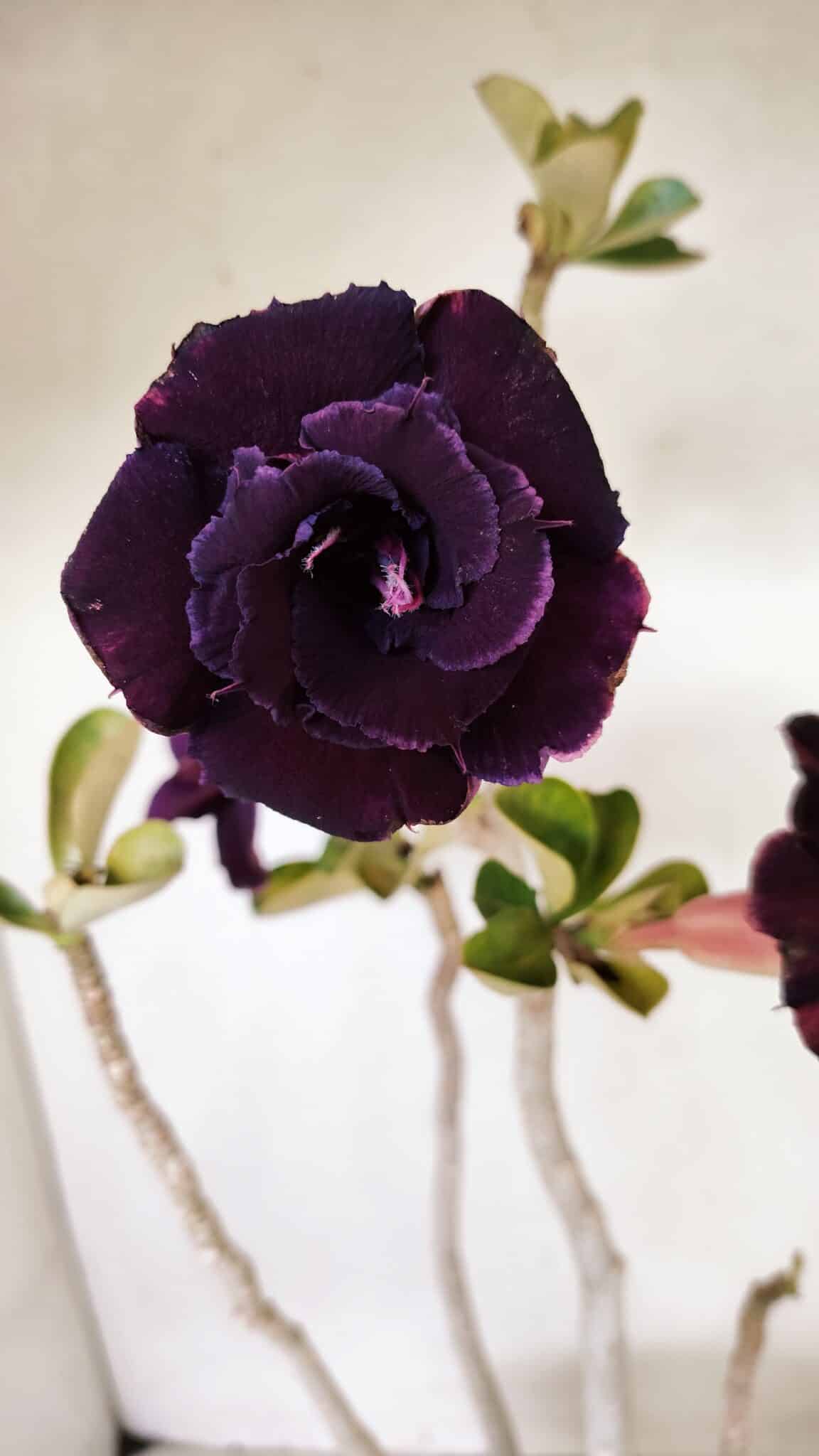 Planta Dobrada 3582 – 45cm – 03 anos - foto 3