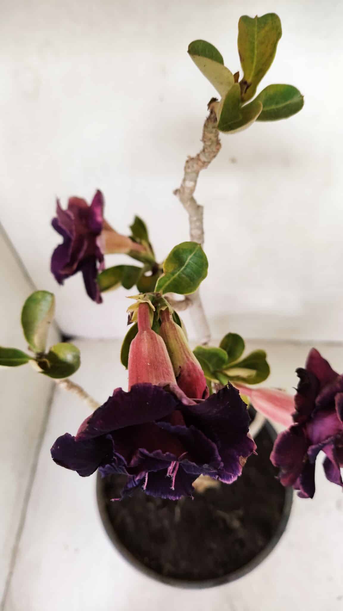 Planta Dobrada 3582 – 45cm – 03 anos - foto 4