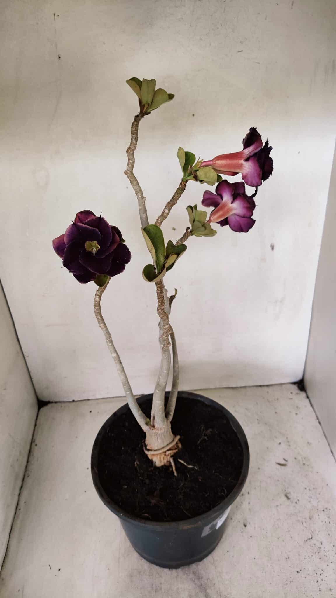 Planta Dobrada 3582 – 45cm – 03 anos - foto 6
