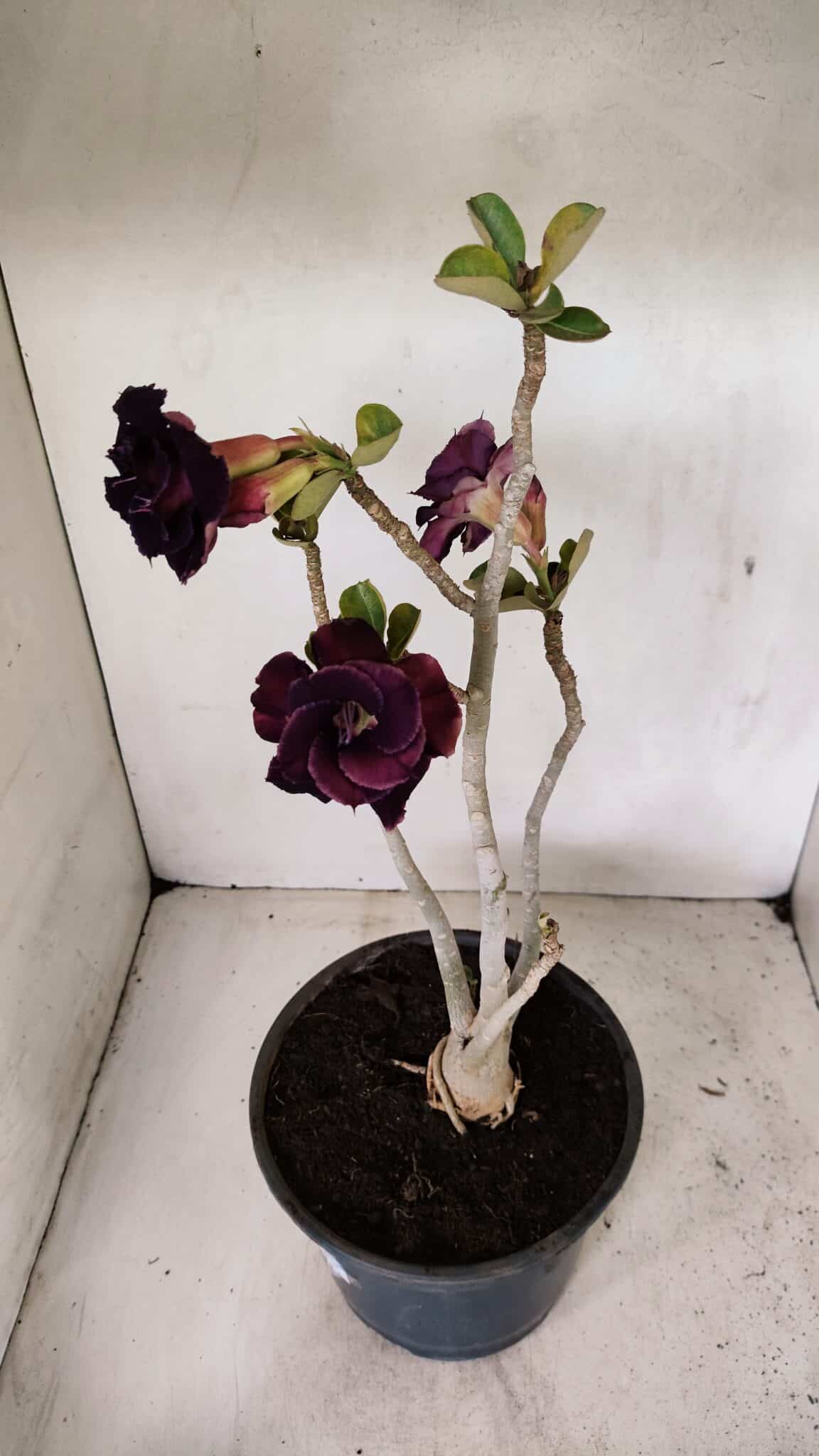 Planta Dobrada 3582 – 45cm – 03 anos - foto 2