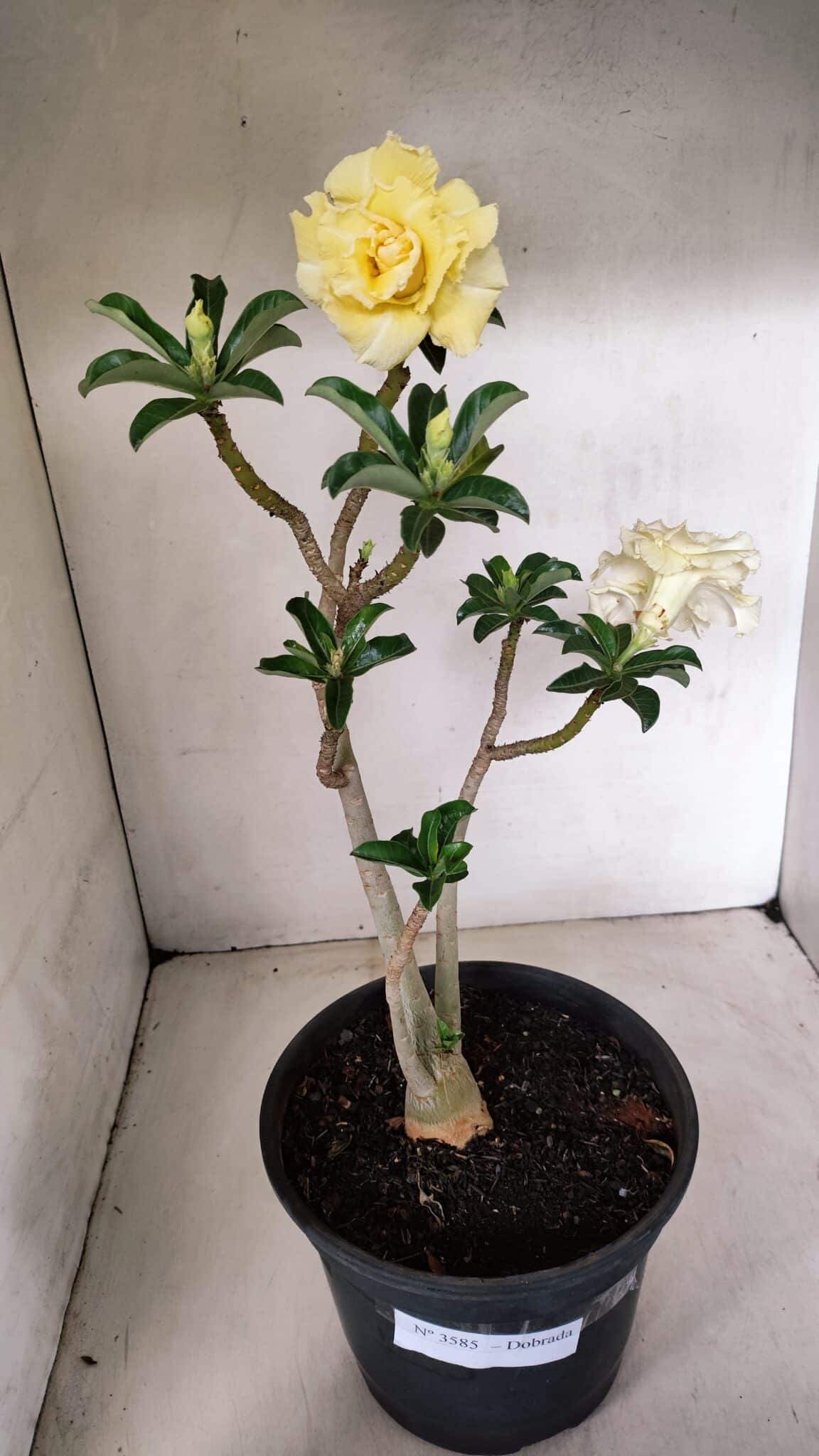 Planta Dobrada 3585 – 45cm – 03 anos - foto 2