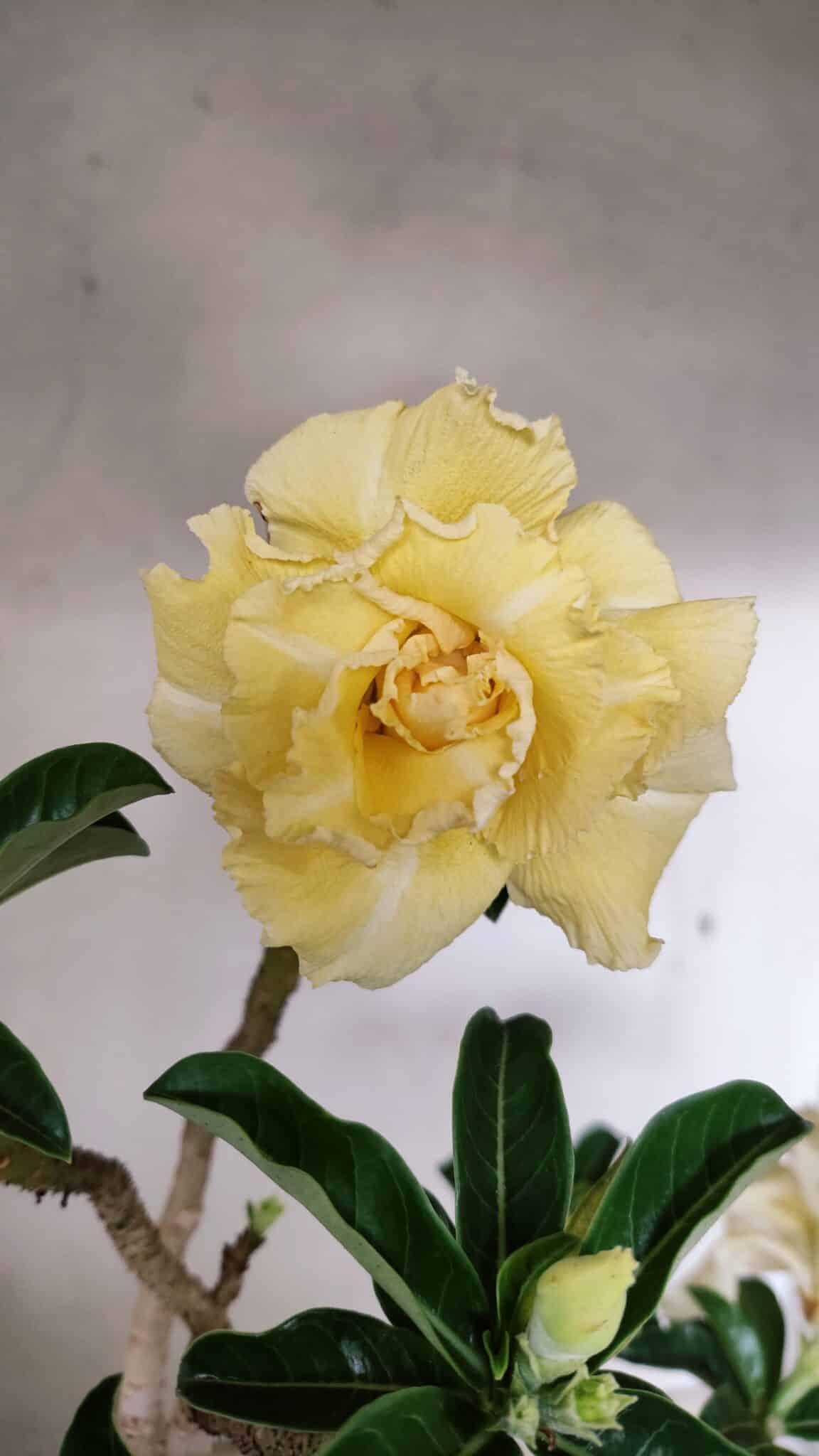 Planta Dobrada 3585 – 45cm – 03 anos - foto 3