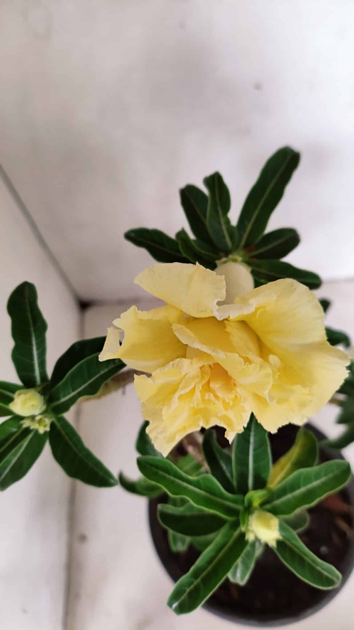 Planta Dobrada 3585 – 45cm – 03 anos - foto 4